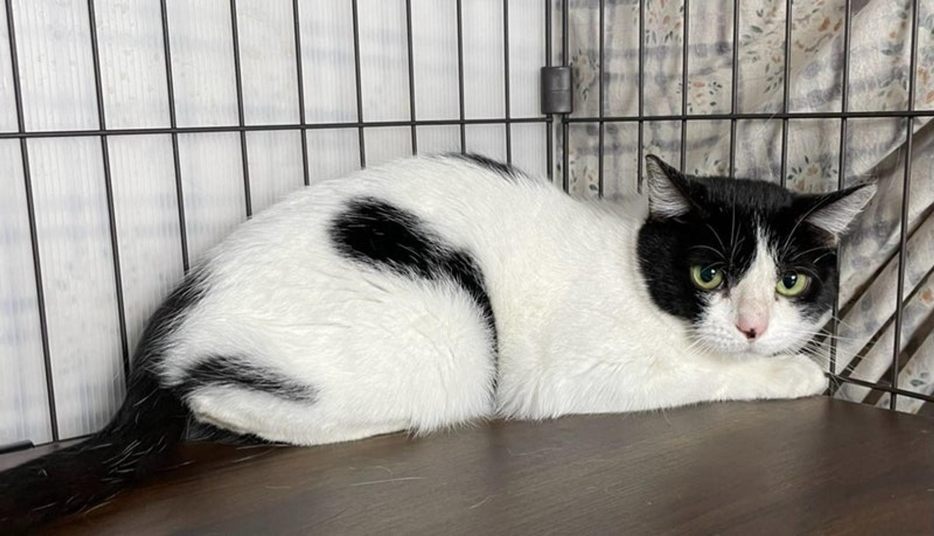 pet-image-2