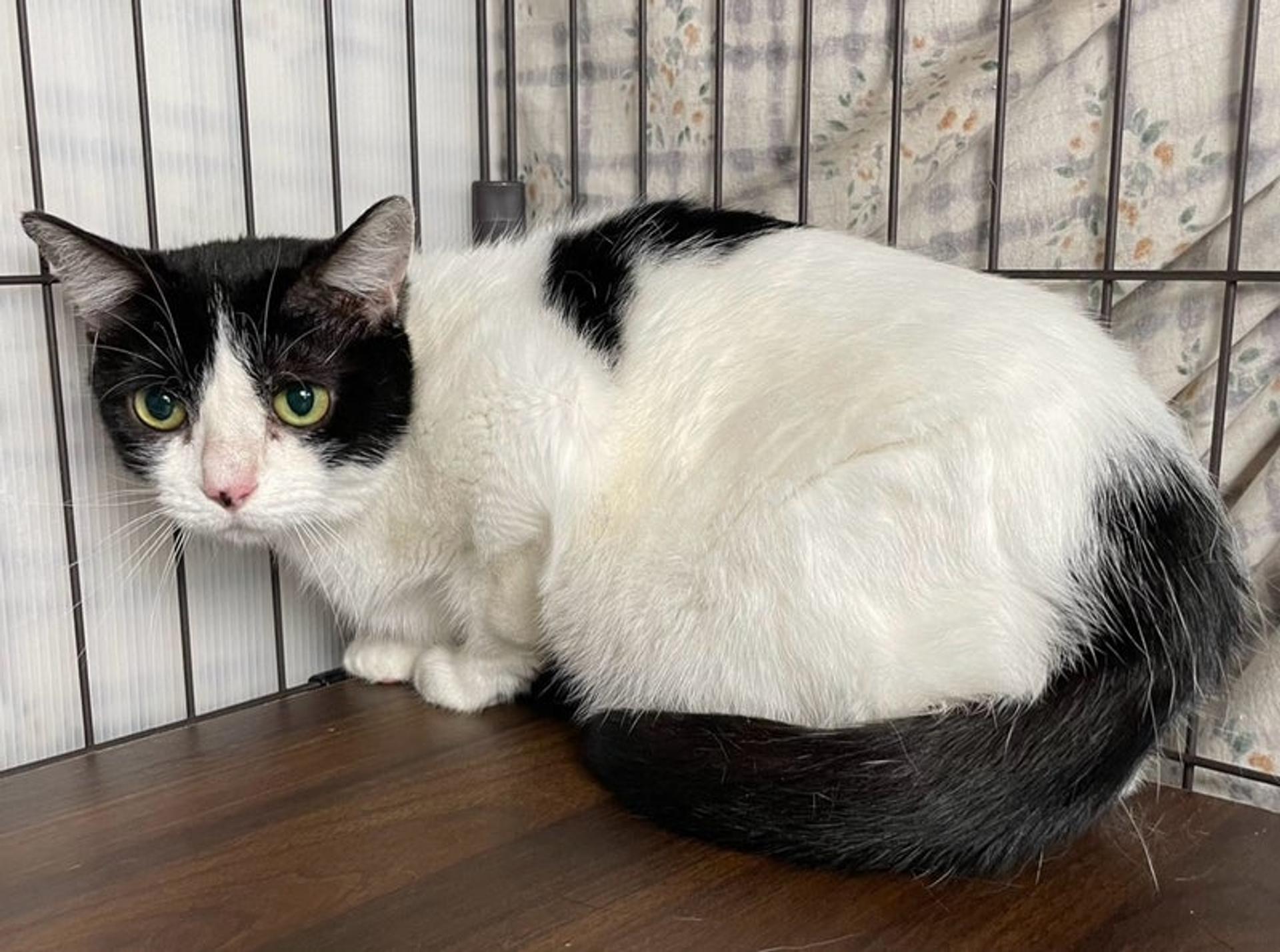 pet-image-3