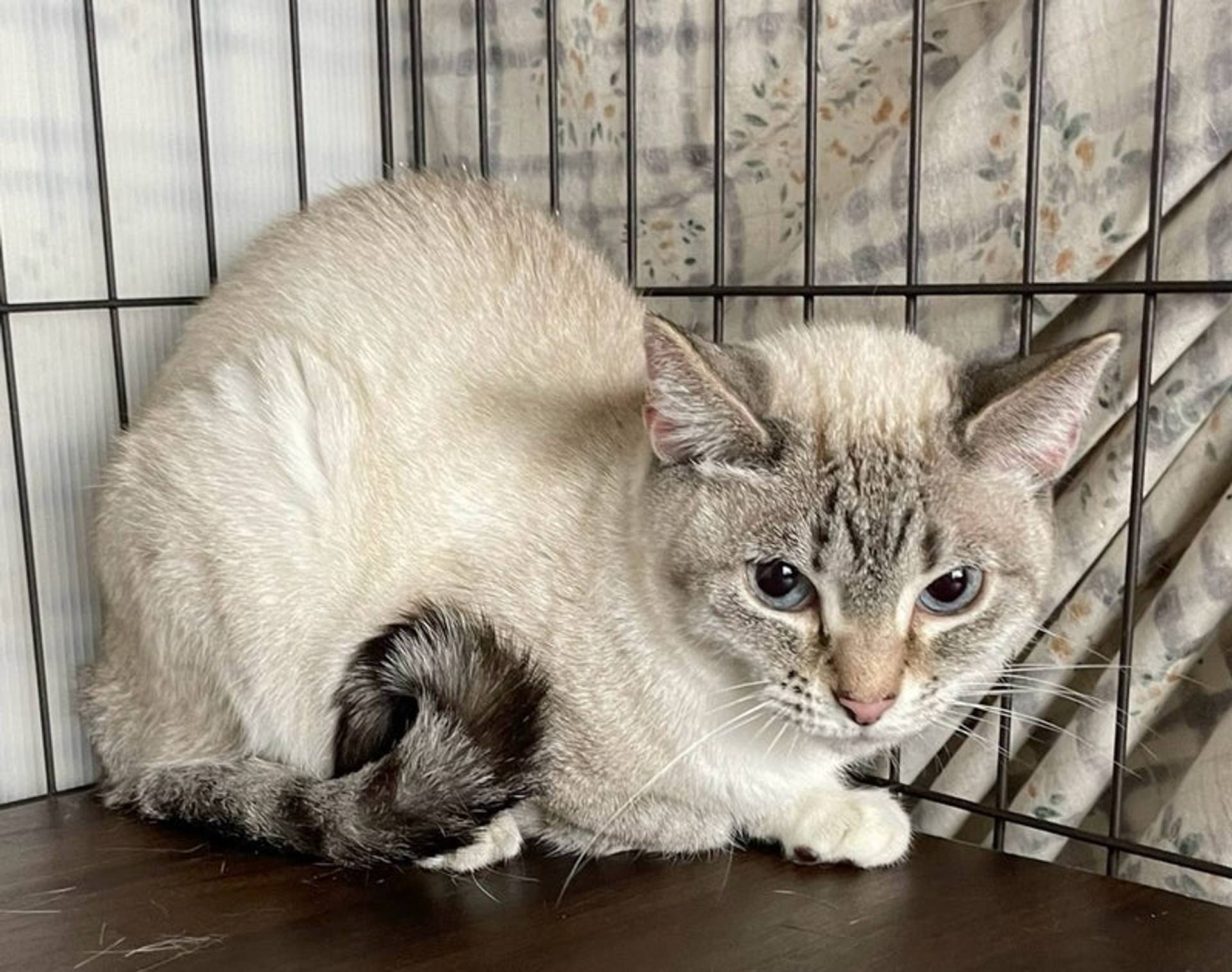 雑種（ミックス猫）・メスの里親募集の写真