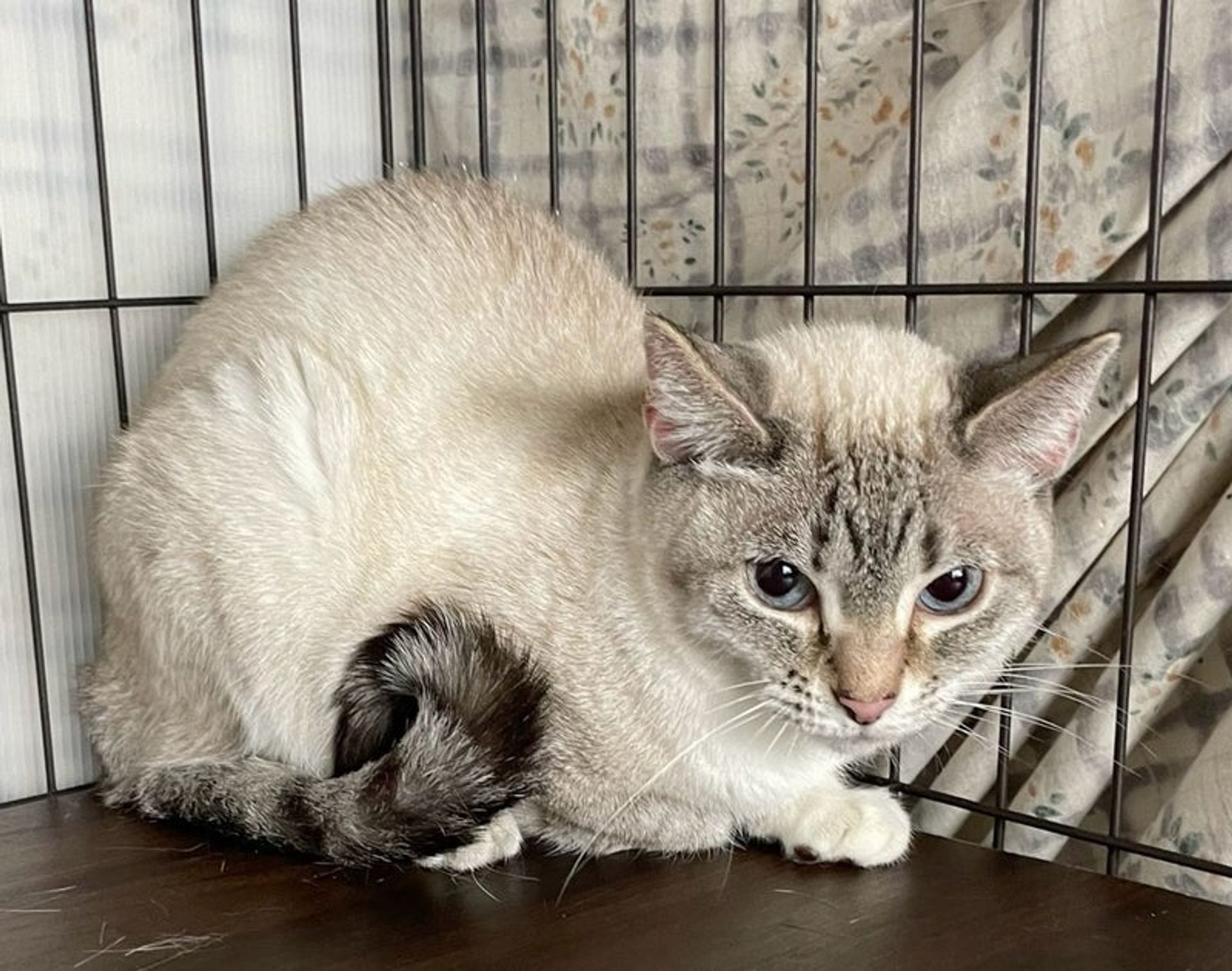 雑種（ミックス猫）・メスの里親募集の写真