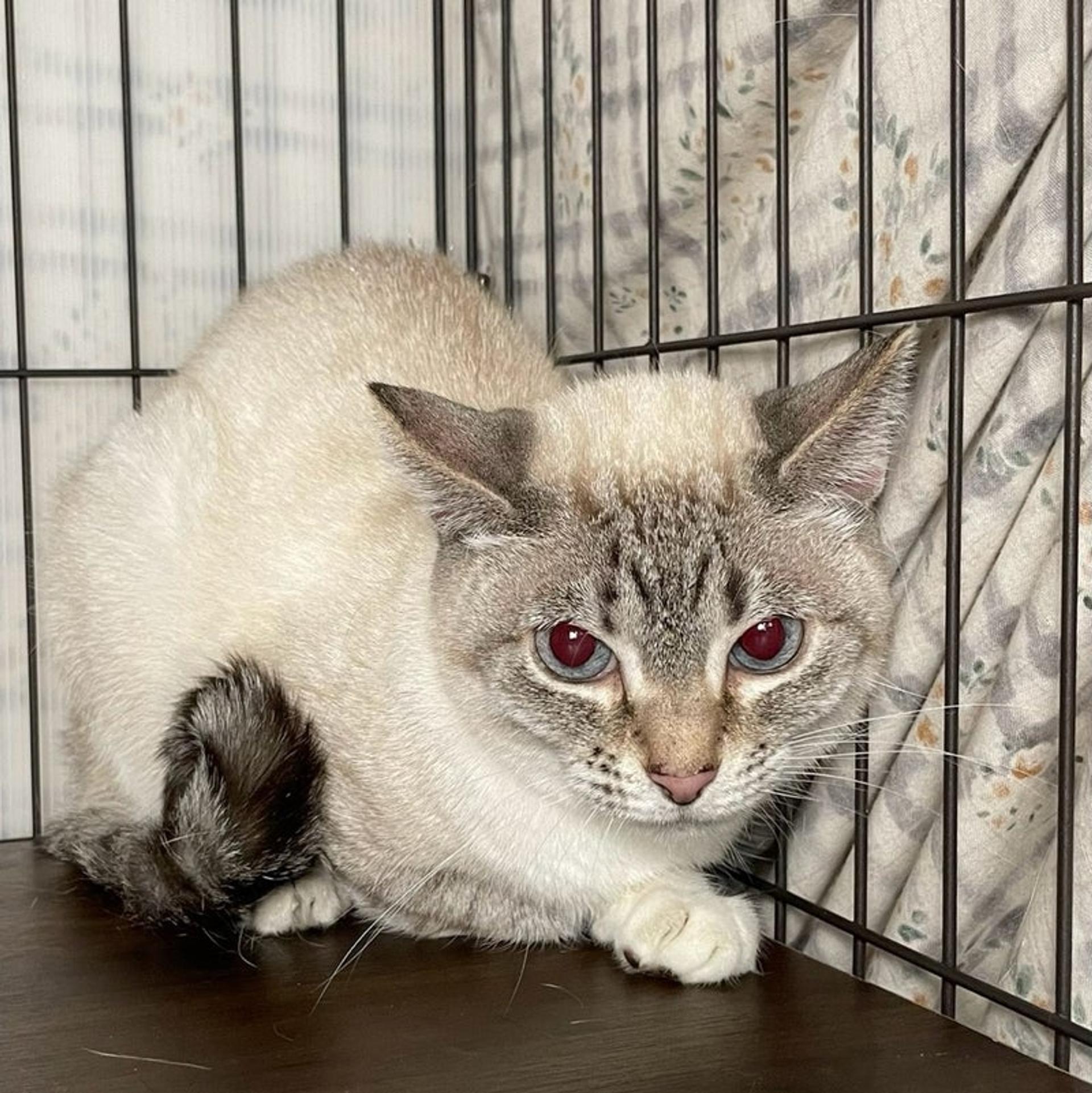 pet-image-2