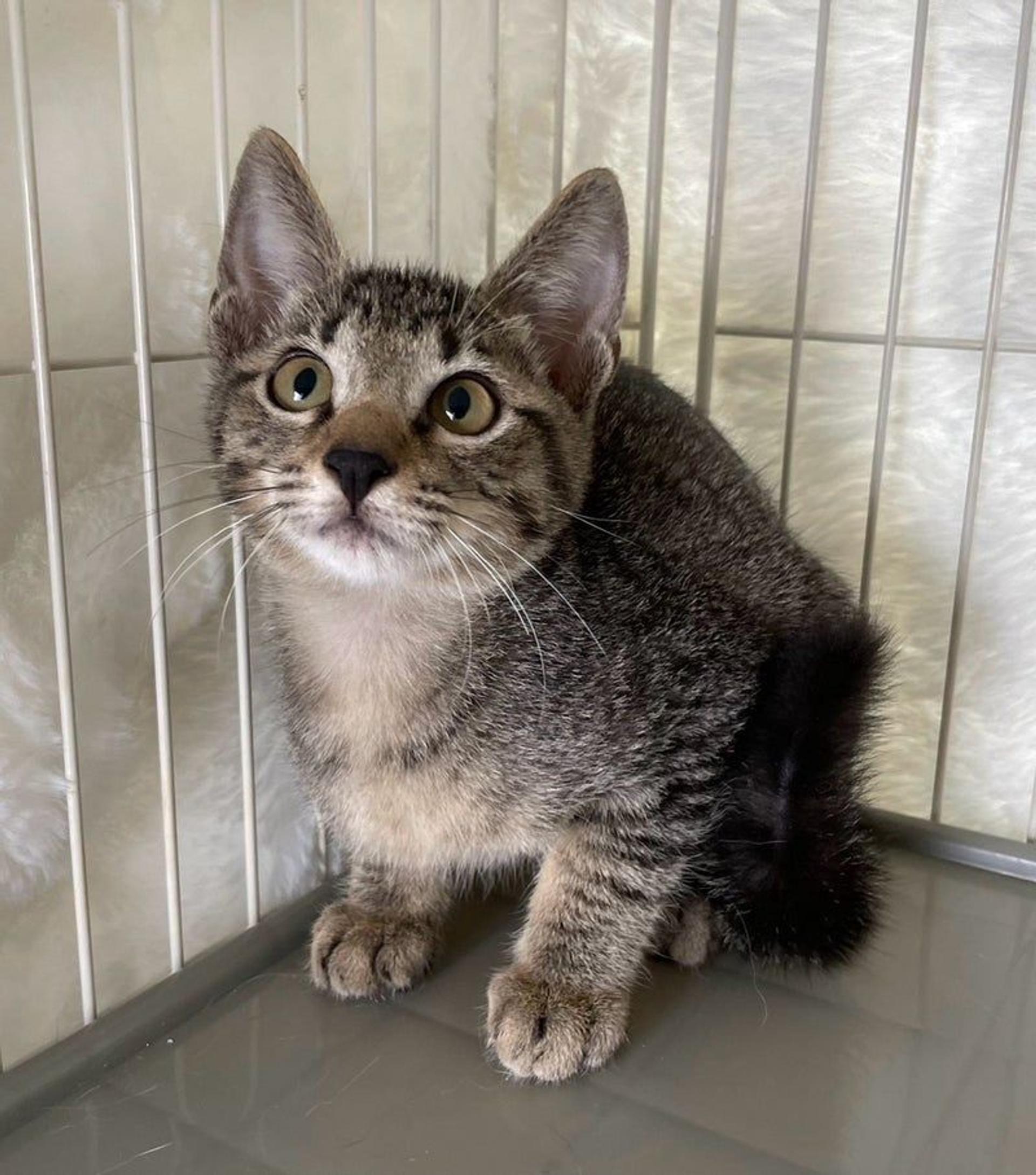 pet-image-2