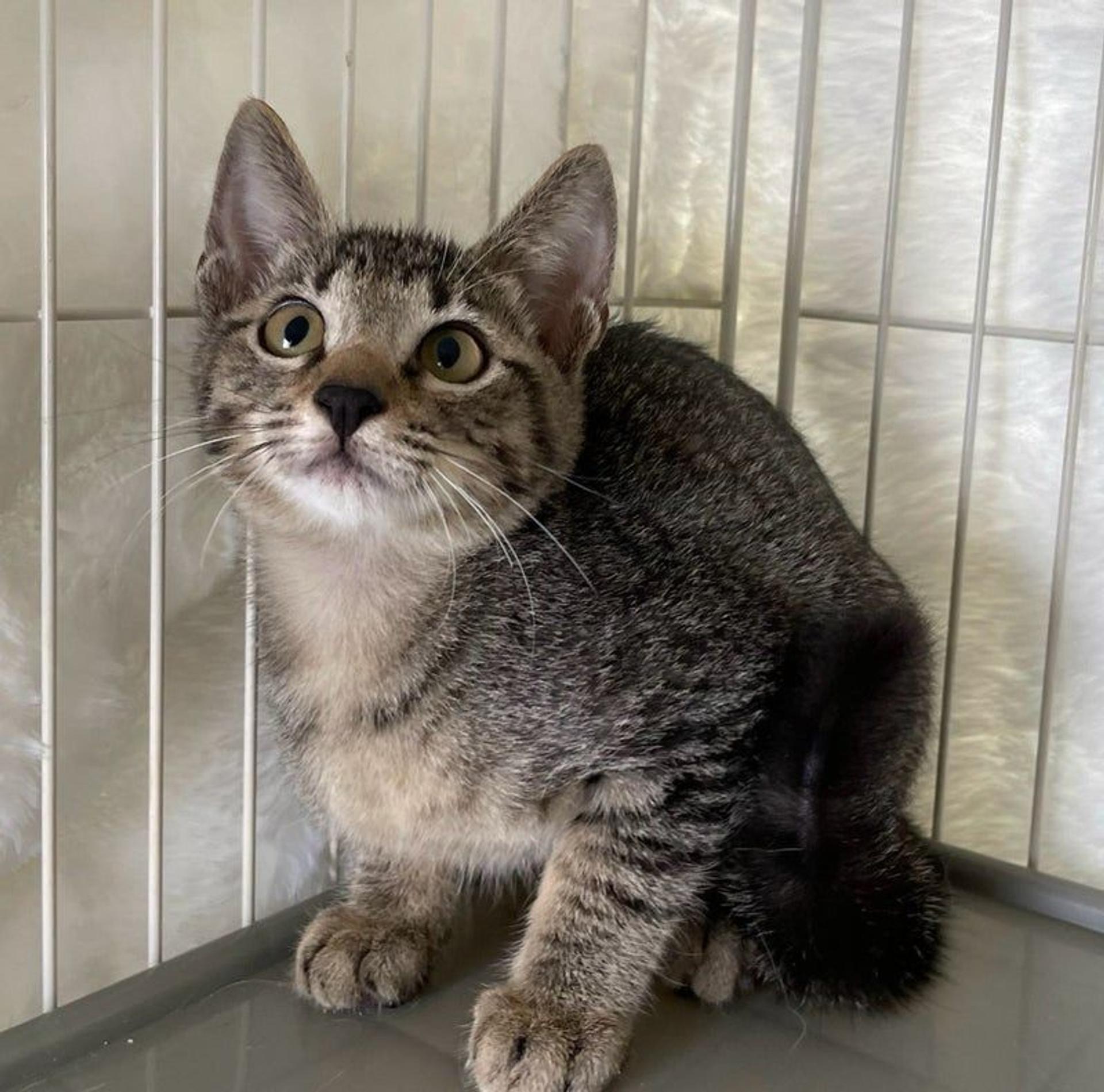 pet-image-4