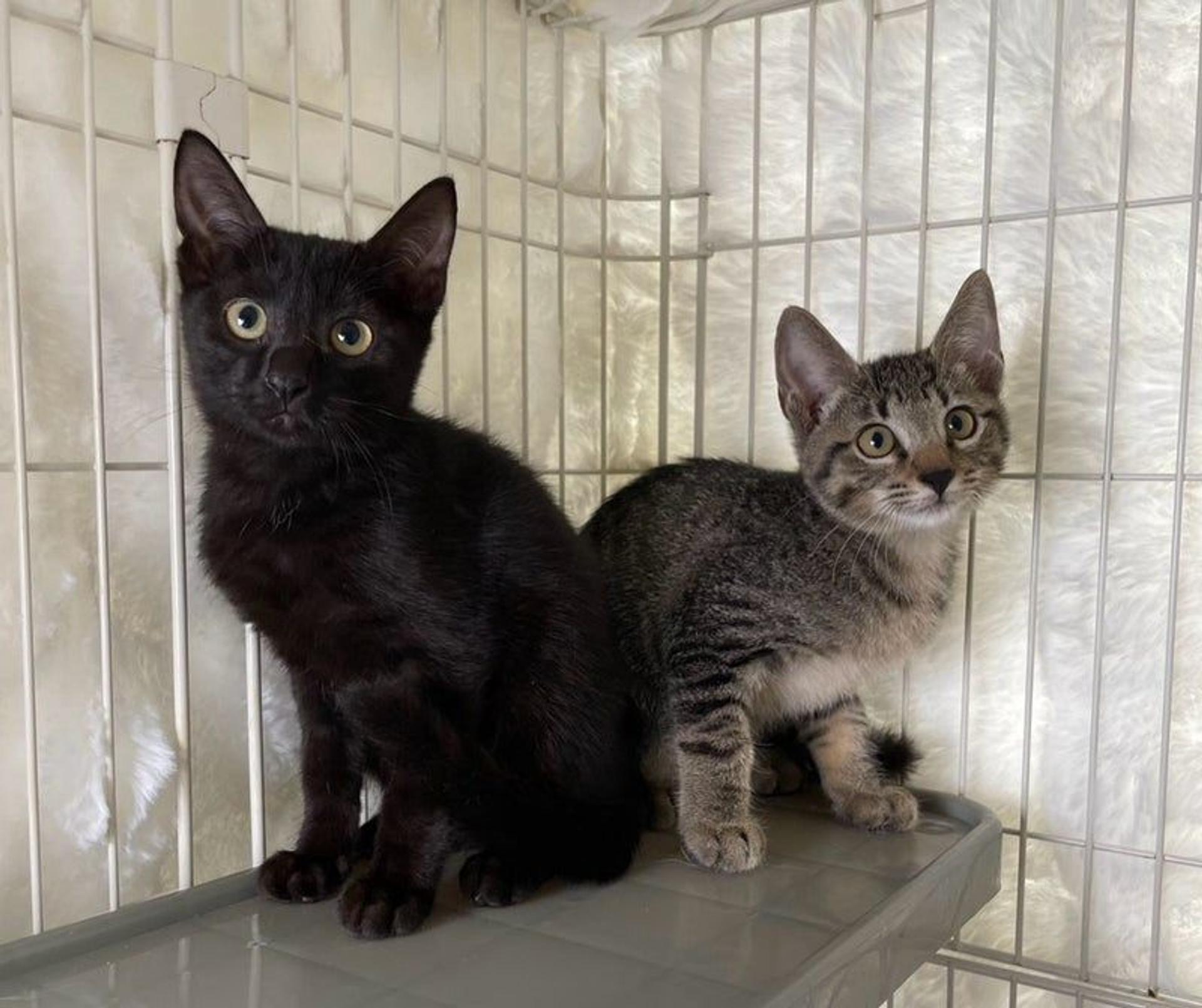 pet-image-5