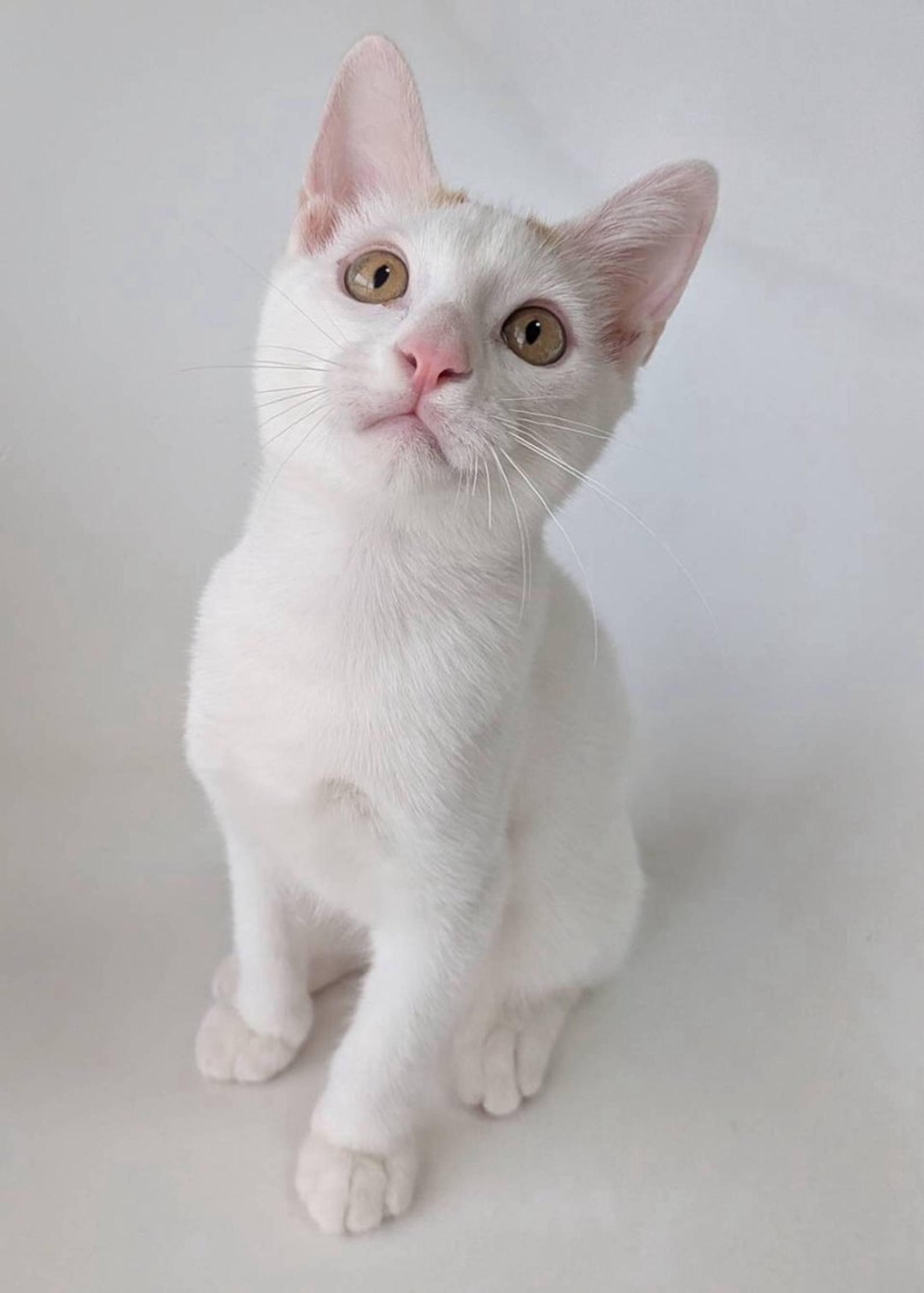 雑種（ミックス猫）・オスの里親募集の写真