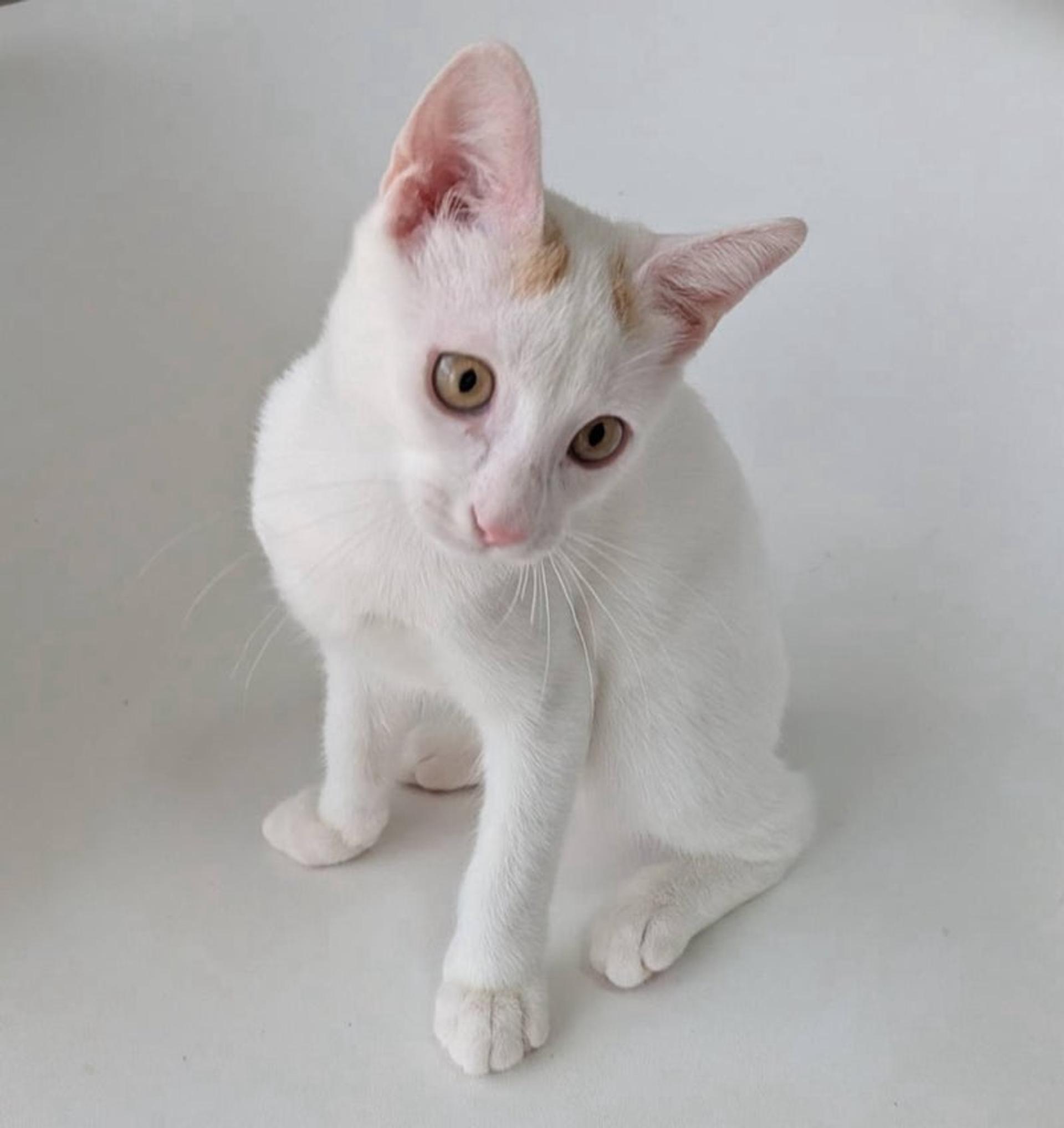 pet-image-4