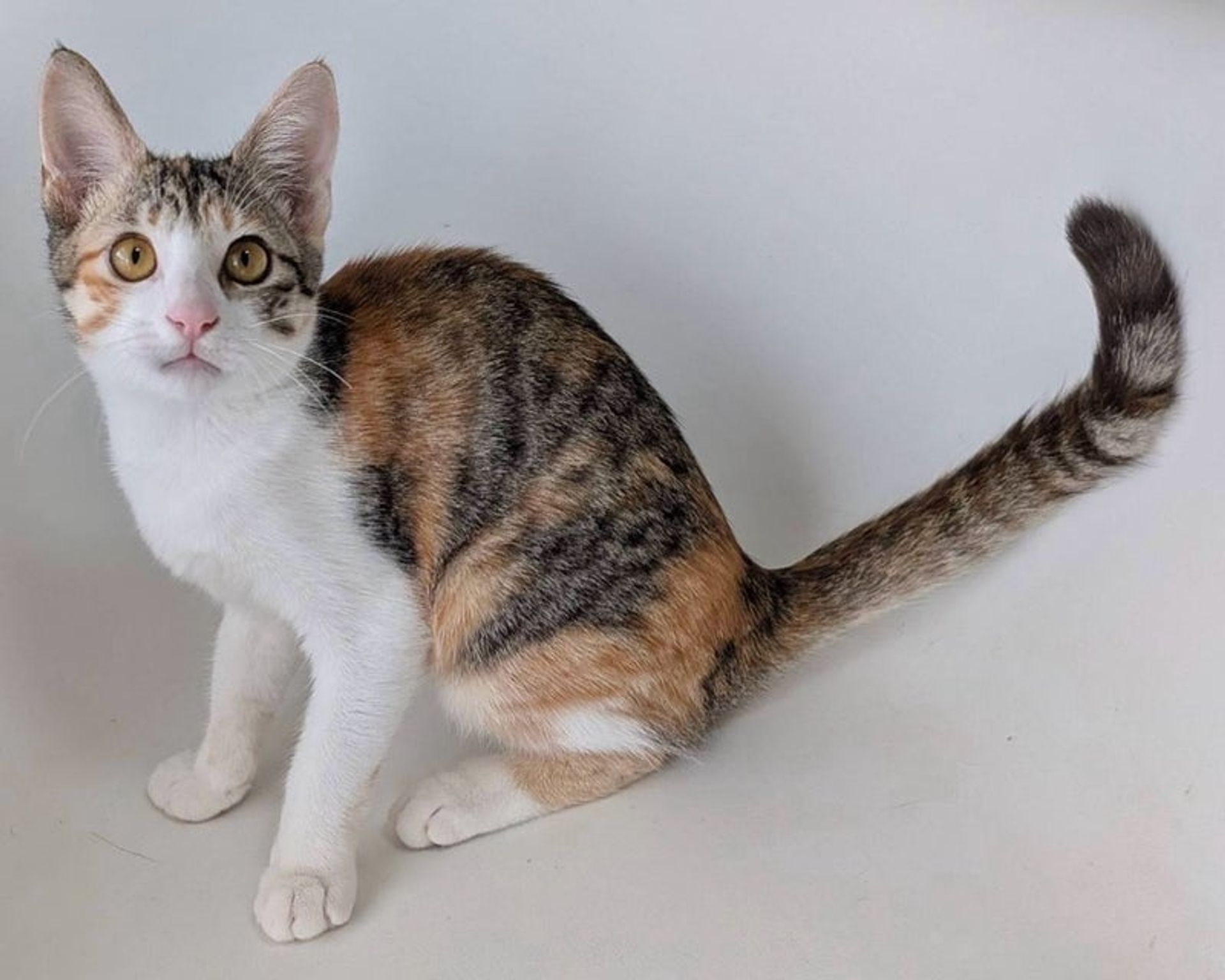 雑種（ミックス猫）・メスの里親募集の写真