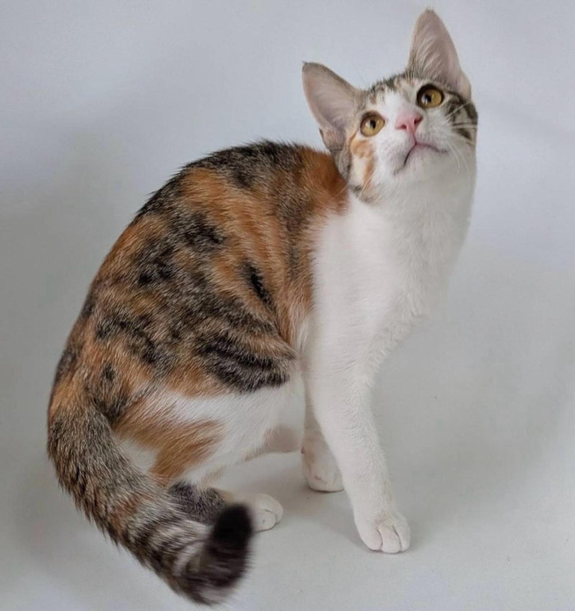 pet-image-4