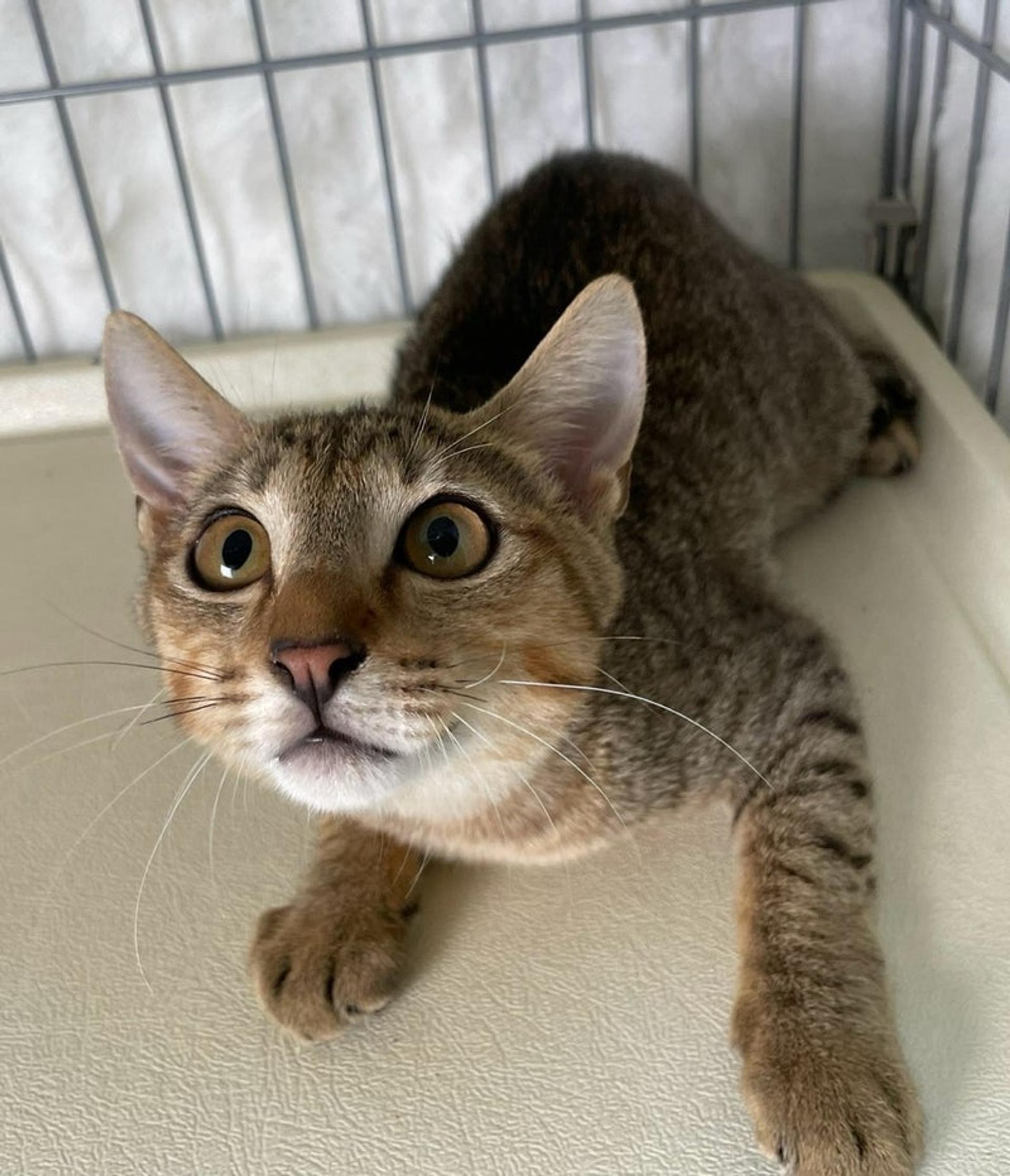 pet-image-3