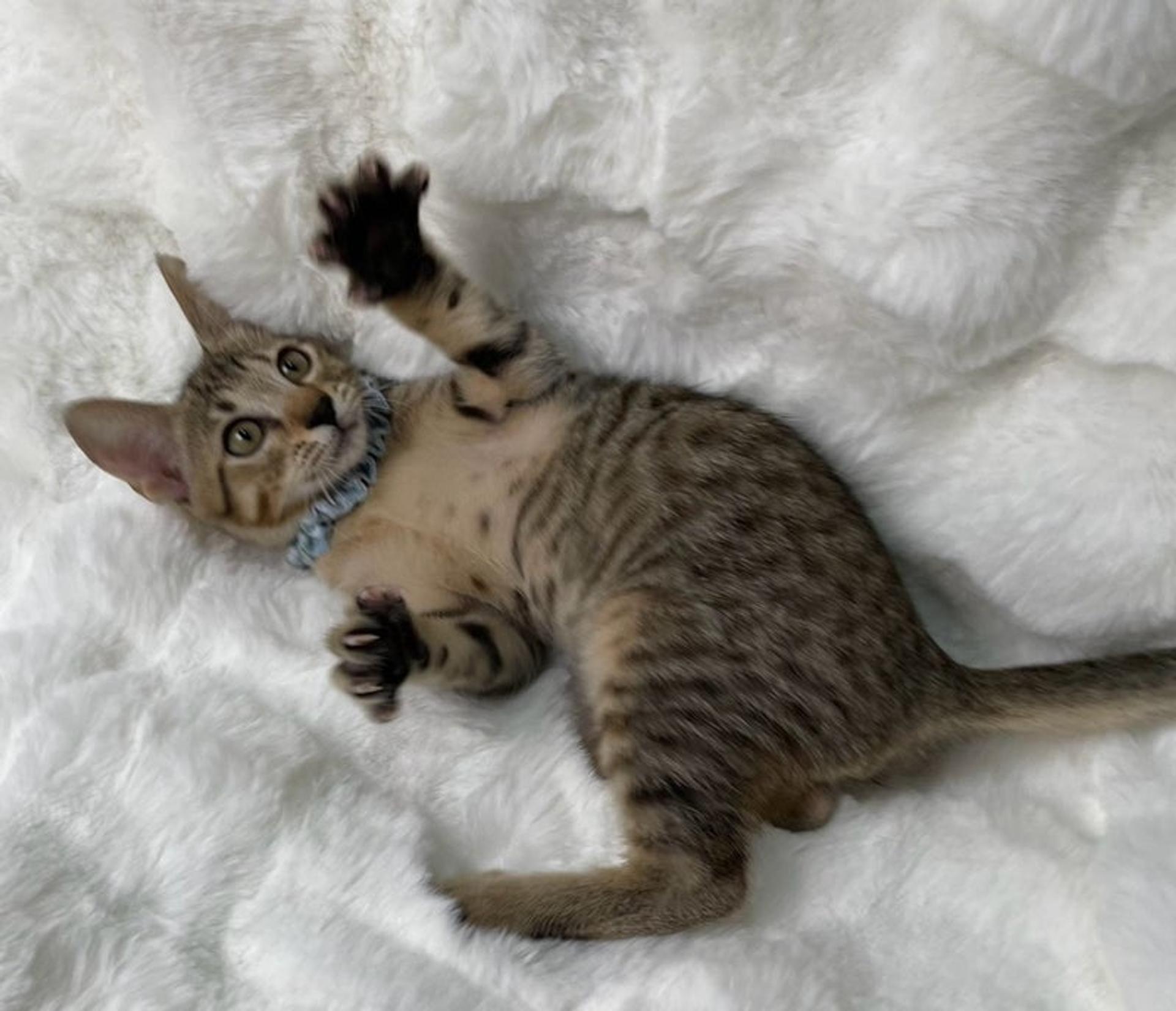 pet-image-4