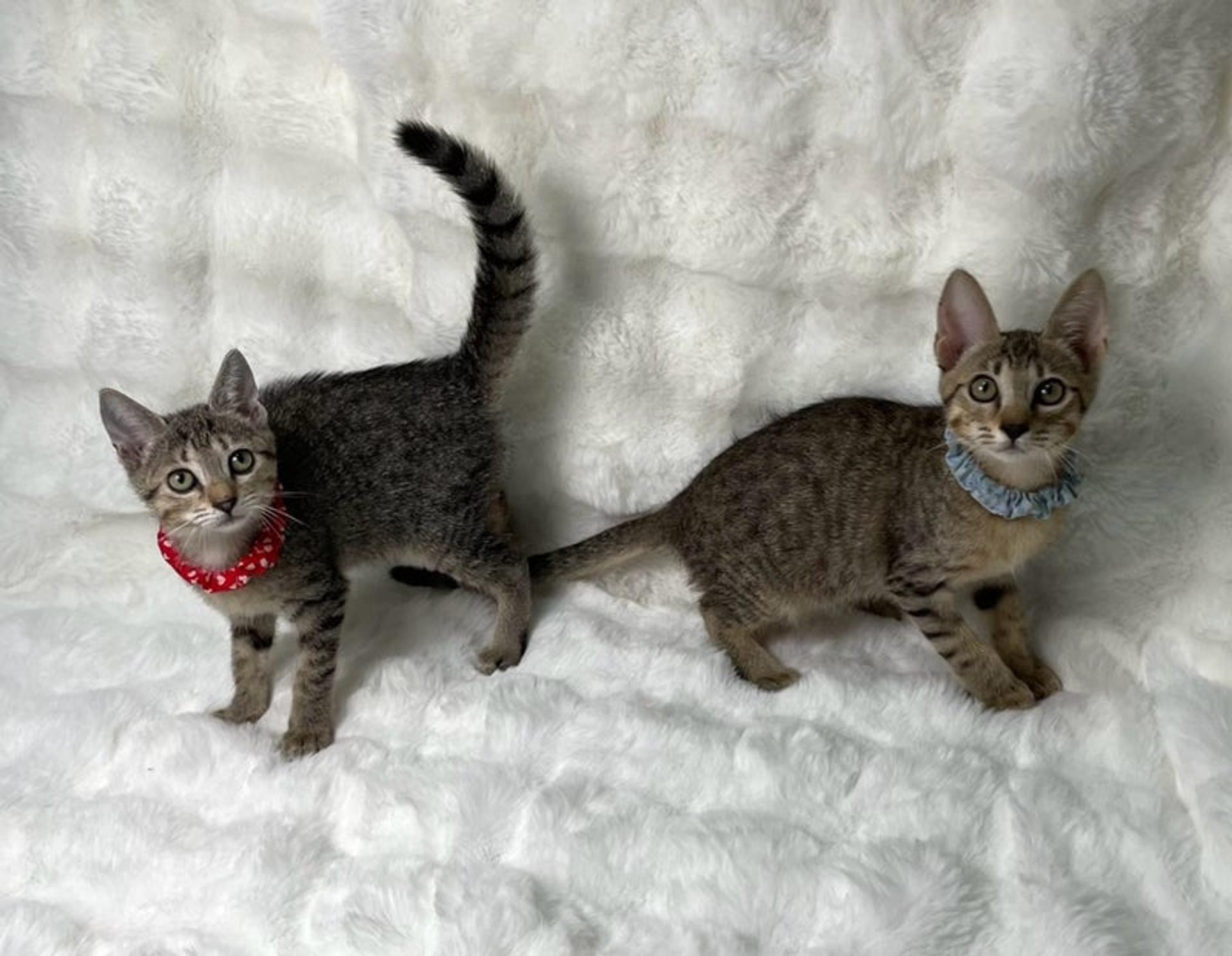 pet-image-5