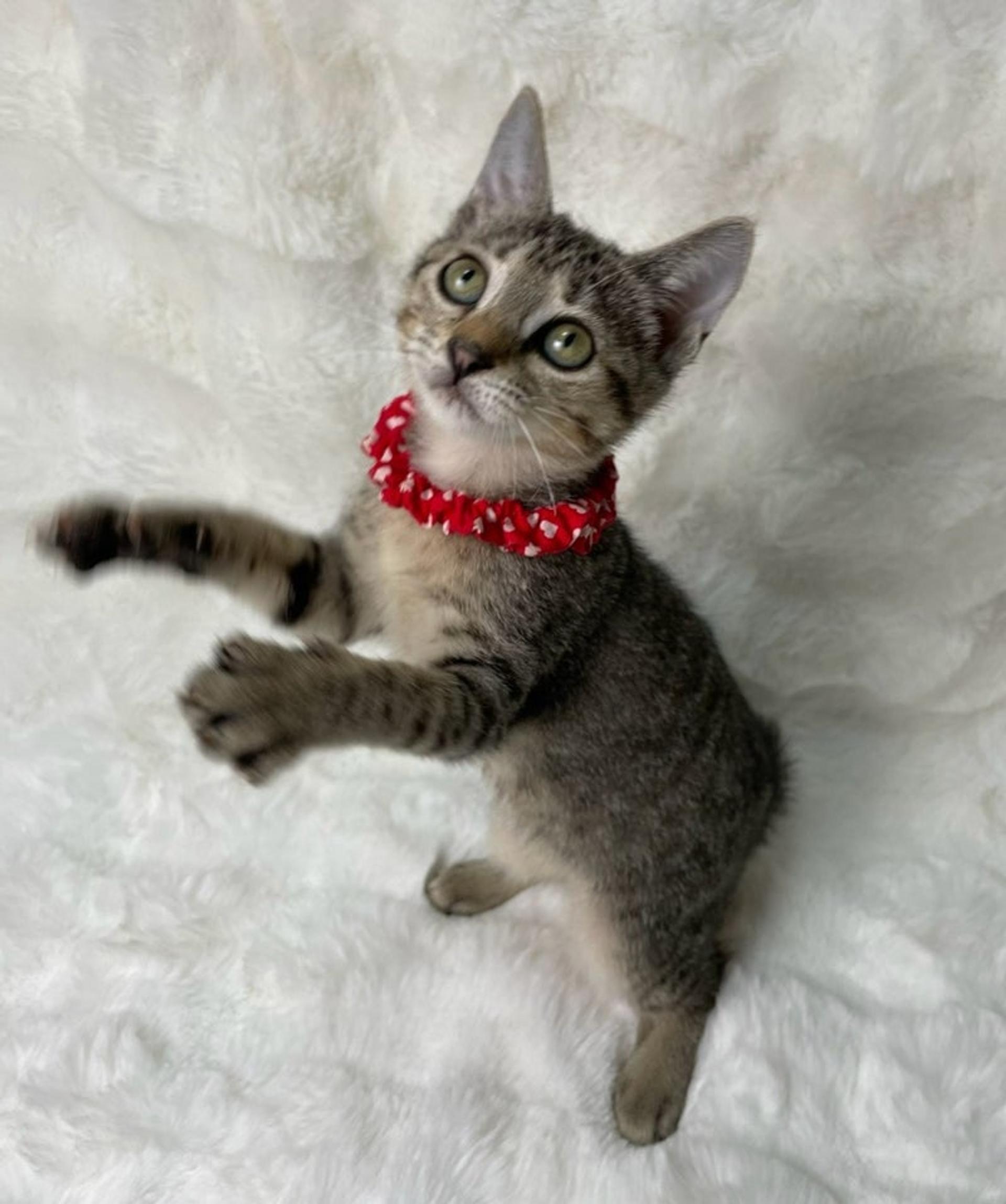 pet-image-4