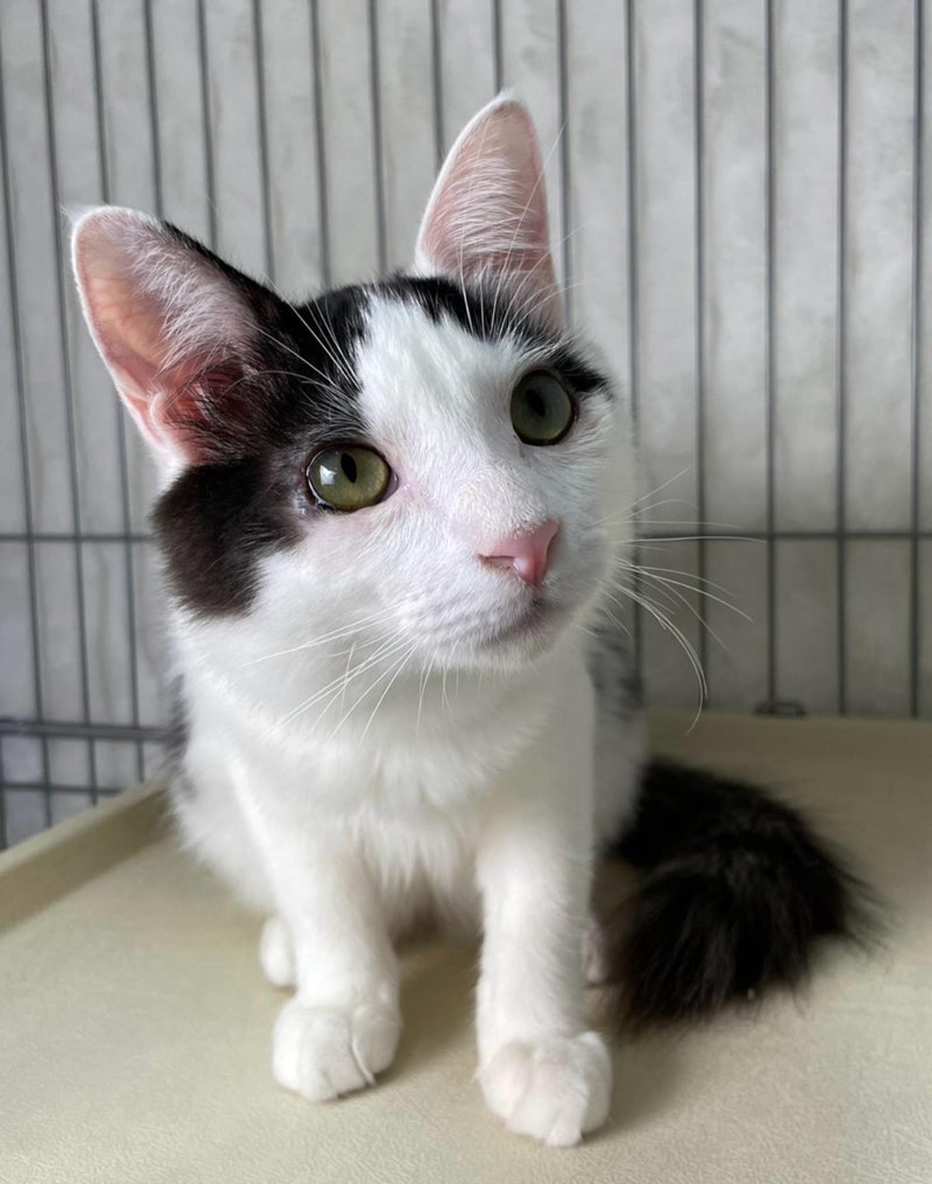 pet-image-2