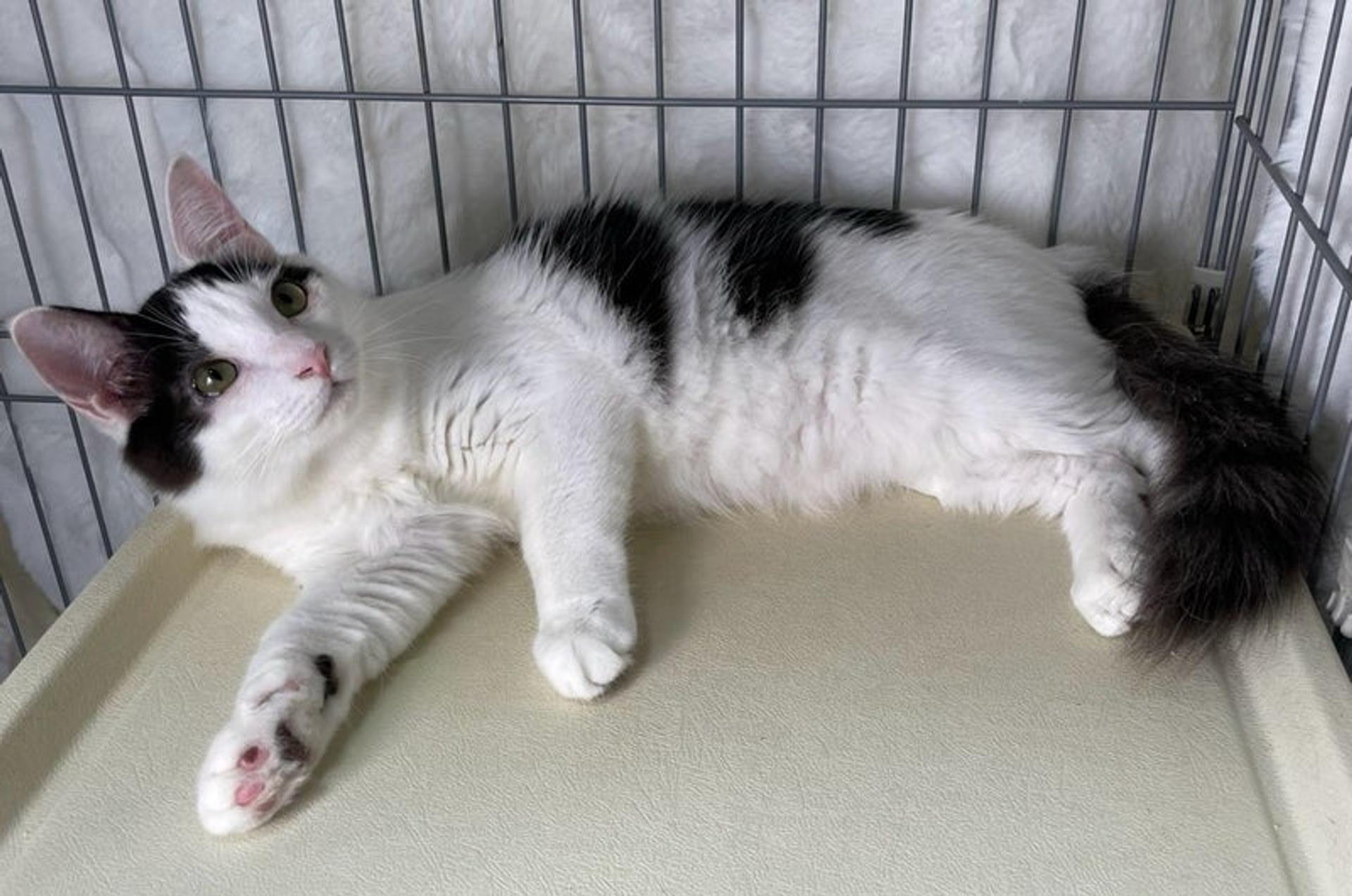 pet-image-4