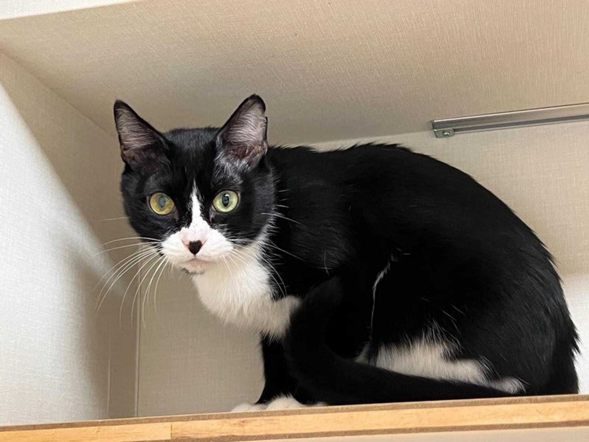 pet-image-2