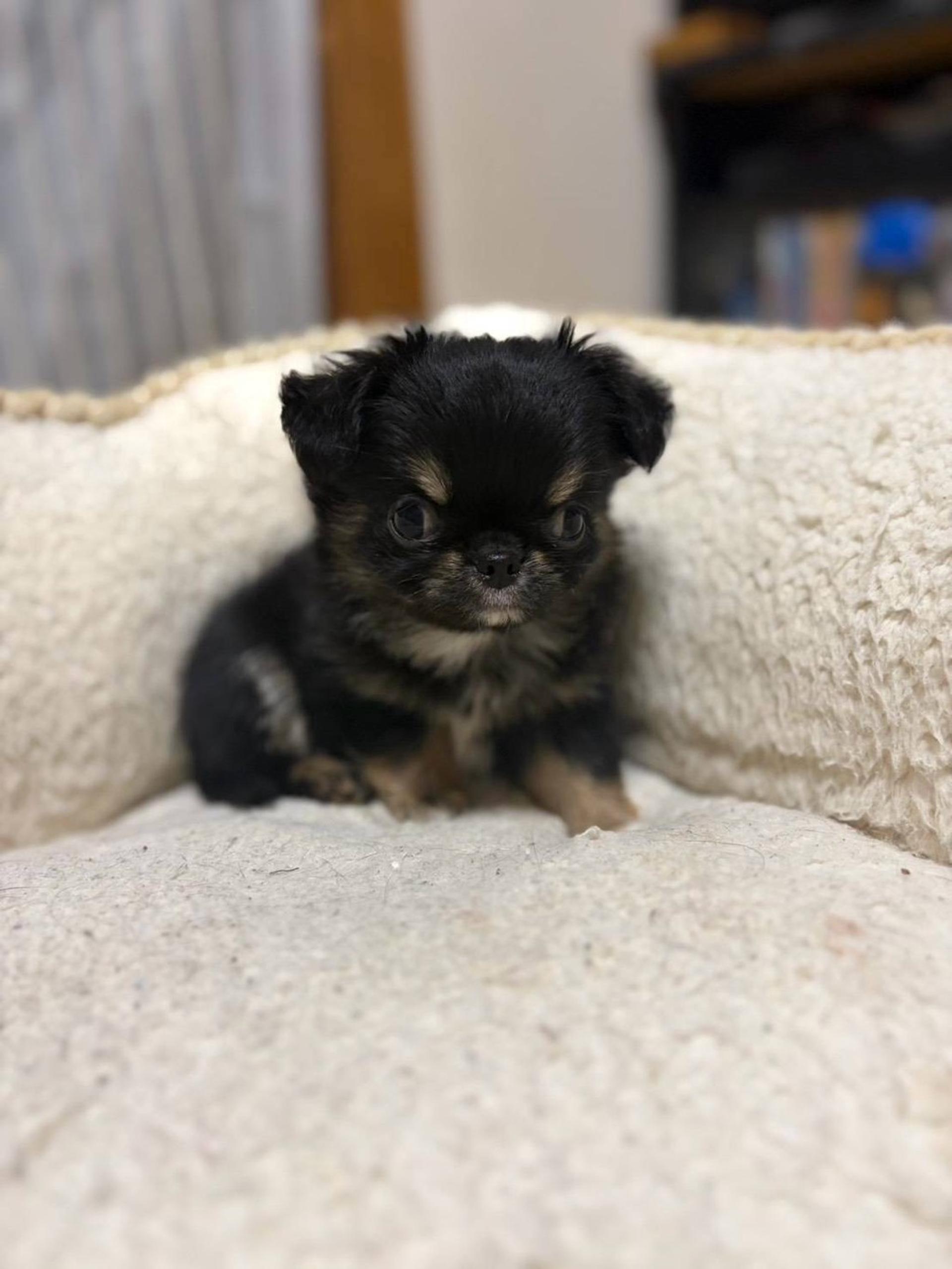pet-image-3