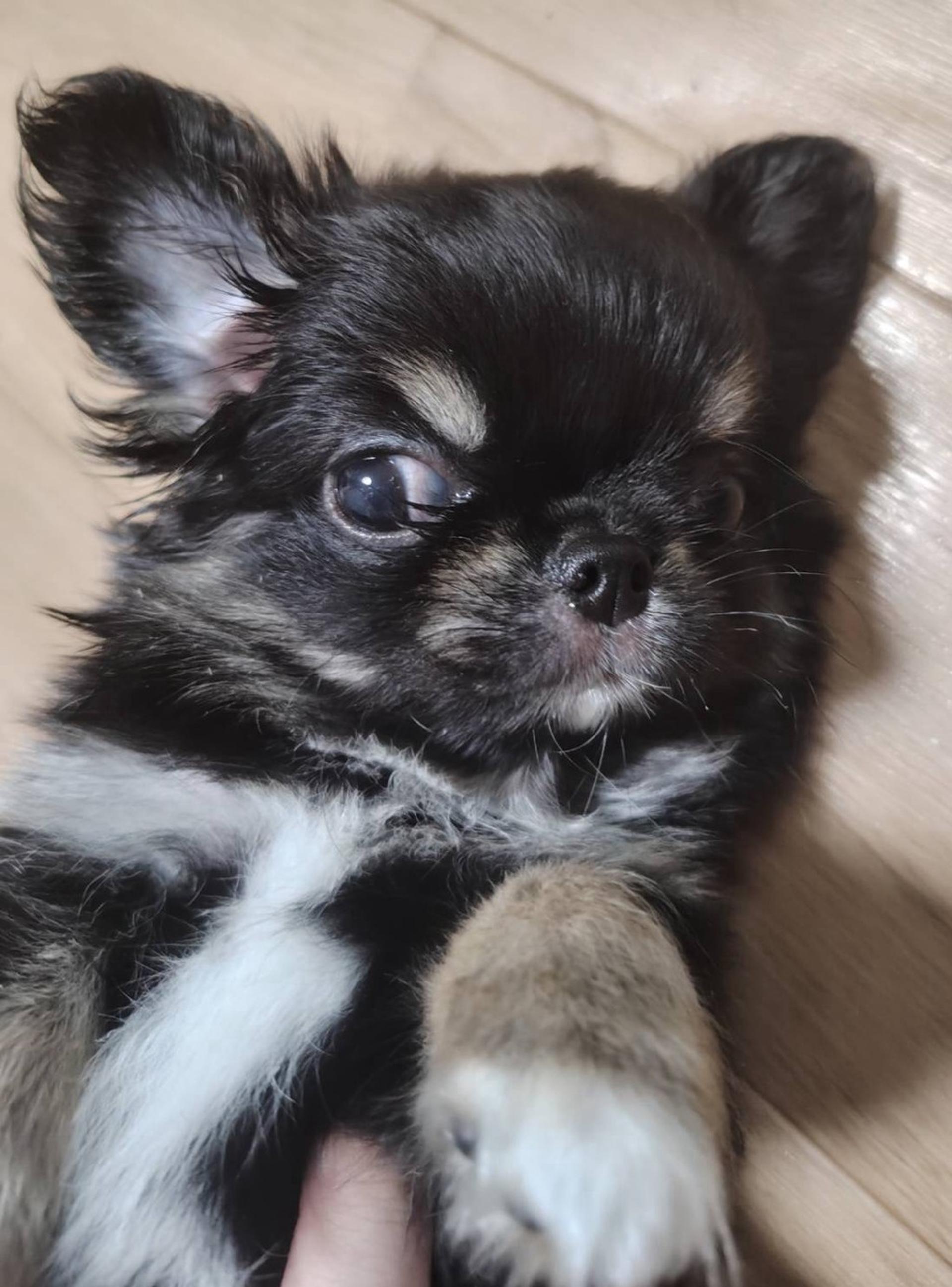 pet-image-6