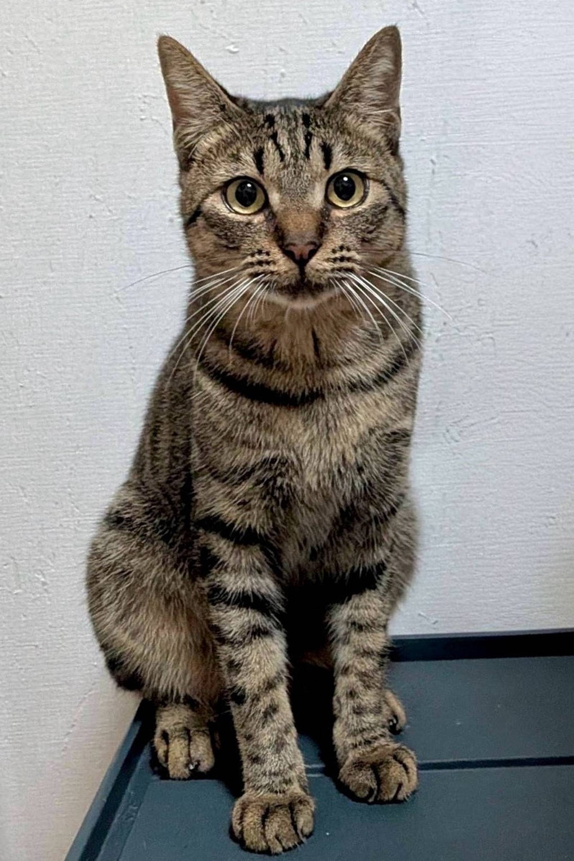 雑種（ミックス猫）・オスの里親募集の写真