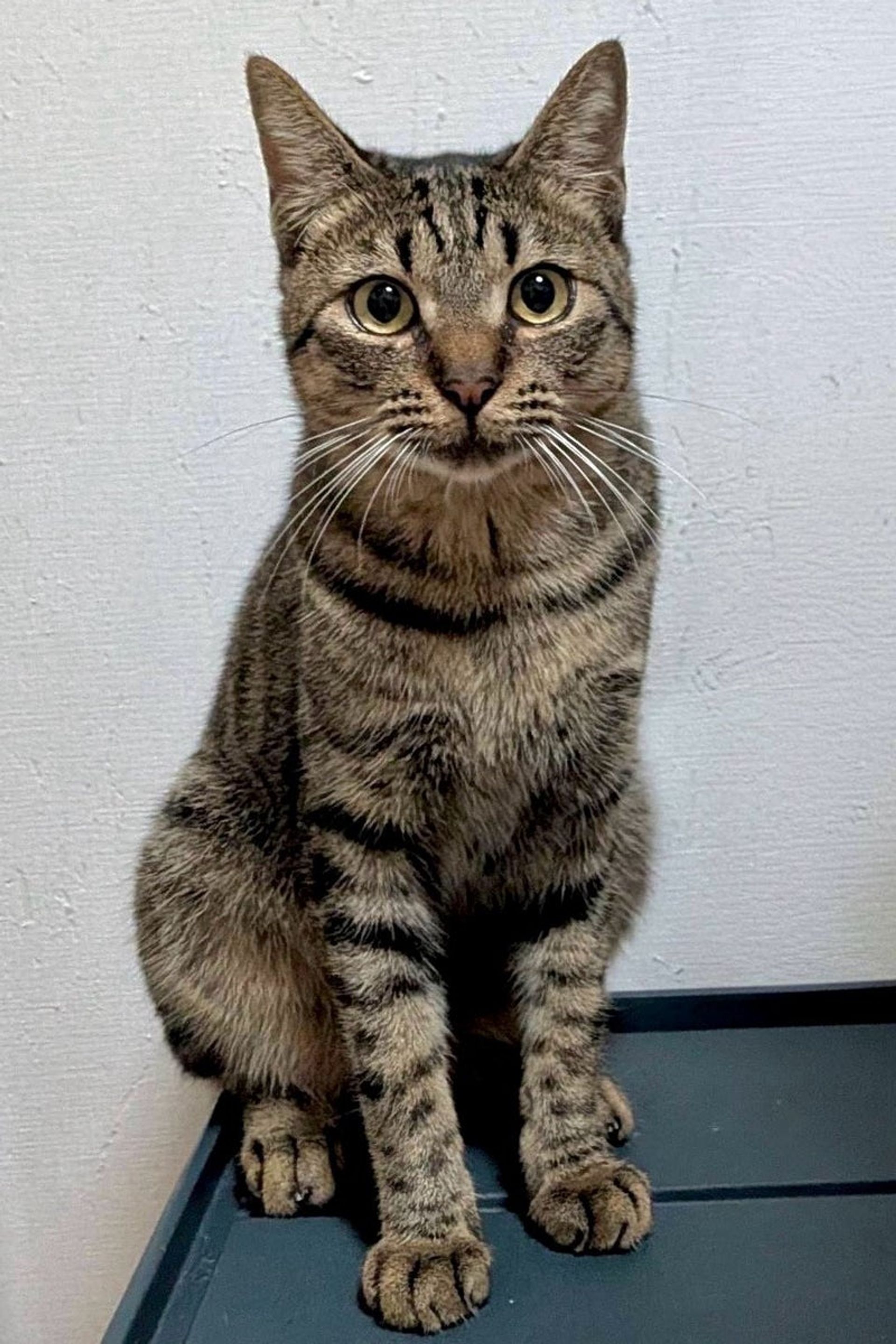 雑種（ミックス猫）・オスの里親募集の写真