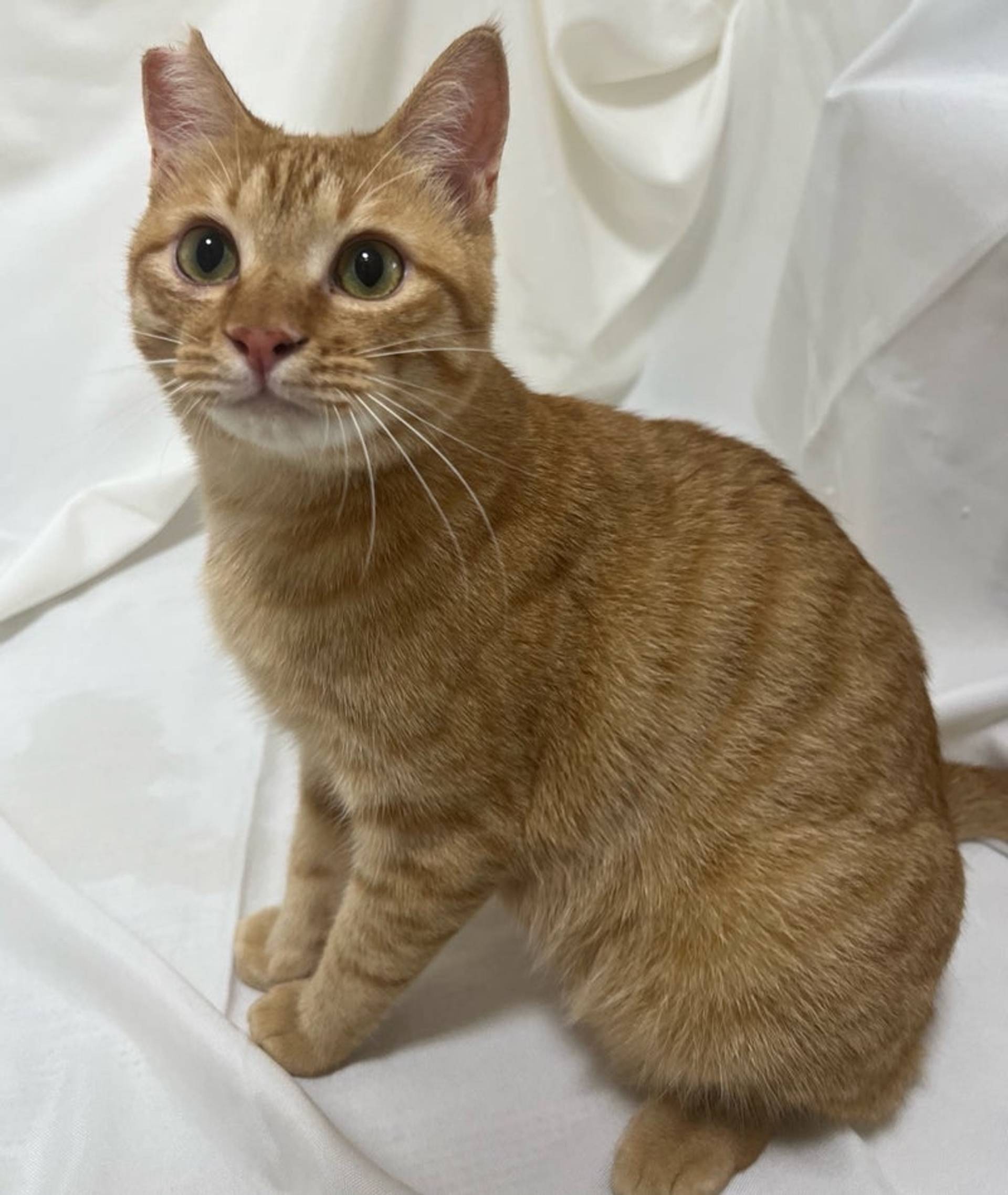 雑種（ミックス猫）・オスの里親募集の写真