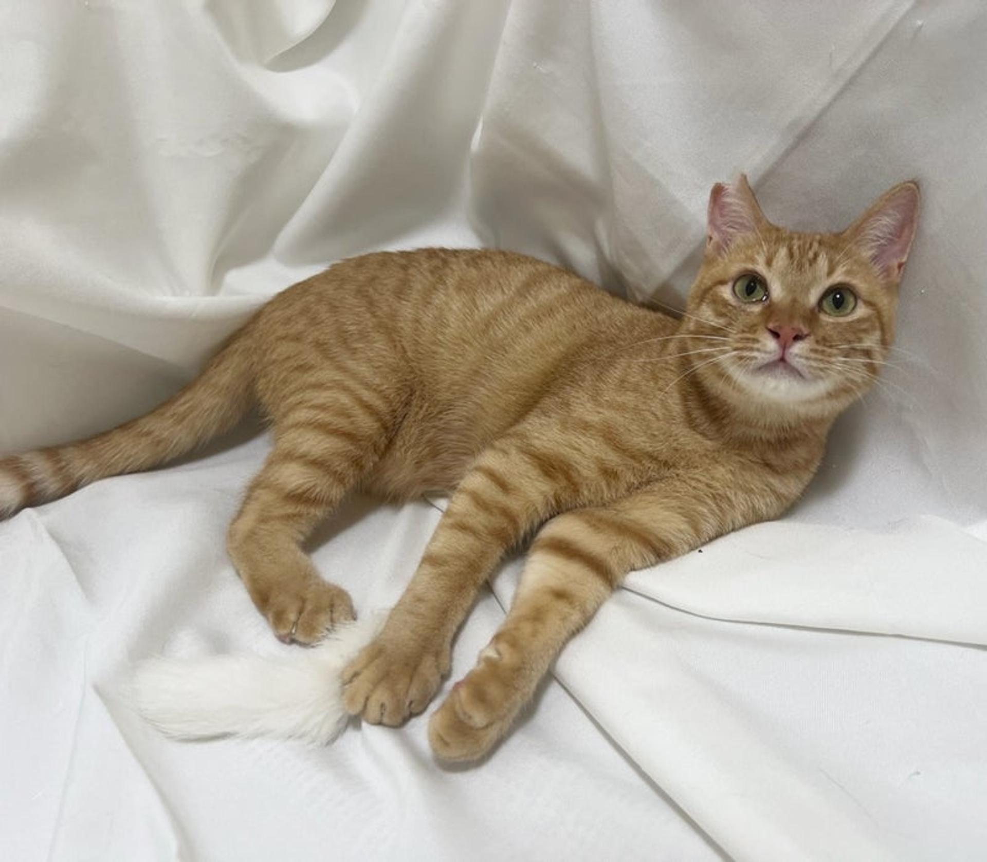 pet-image-2