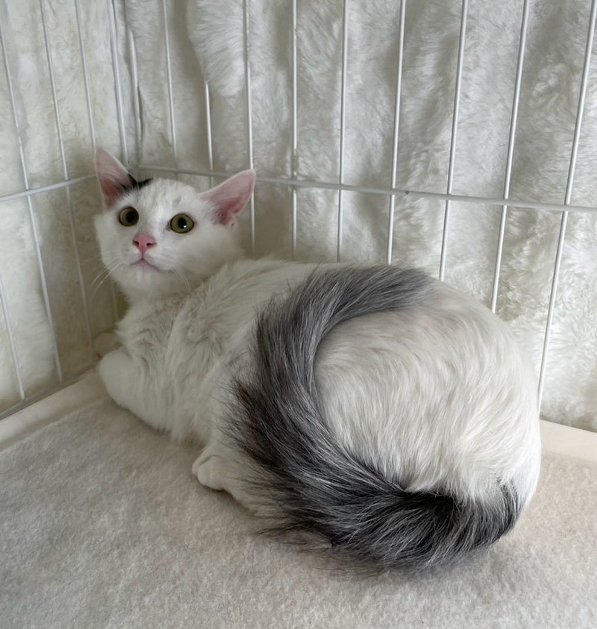 雑種（ミックス猫）・オスの里親募集の写真