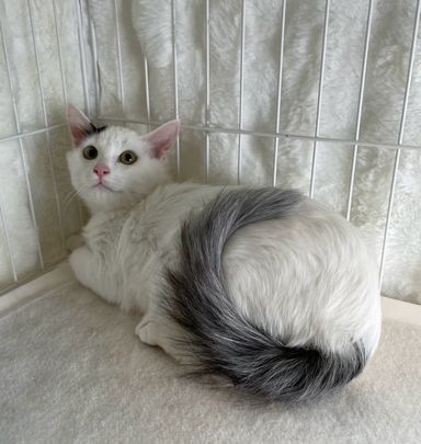 たんの写真