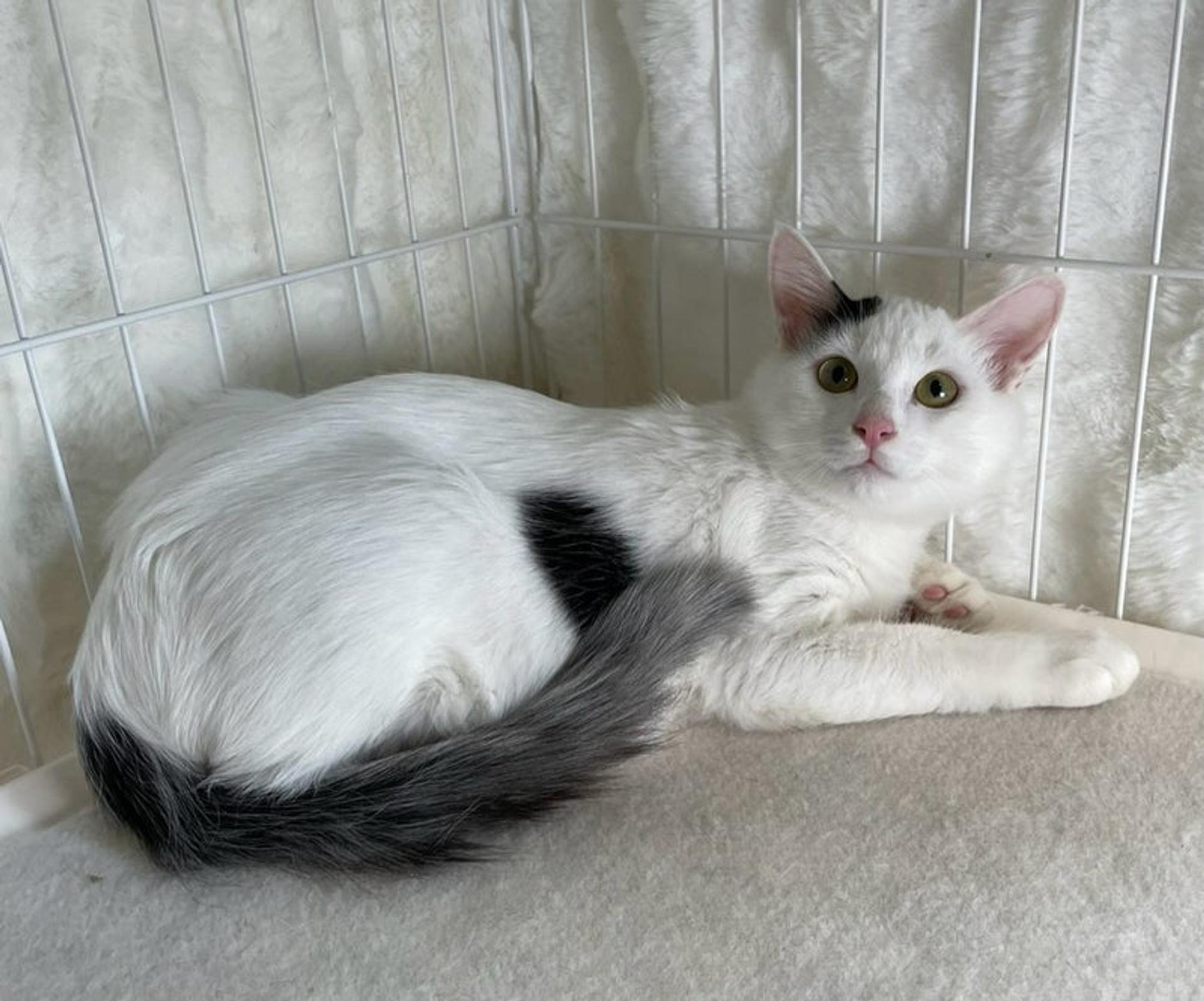 pet-image-2