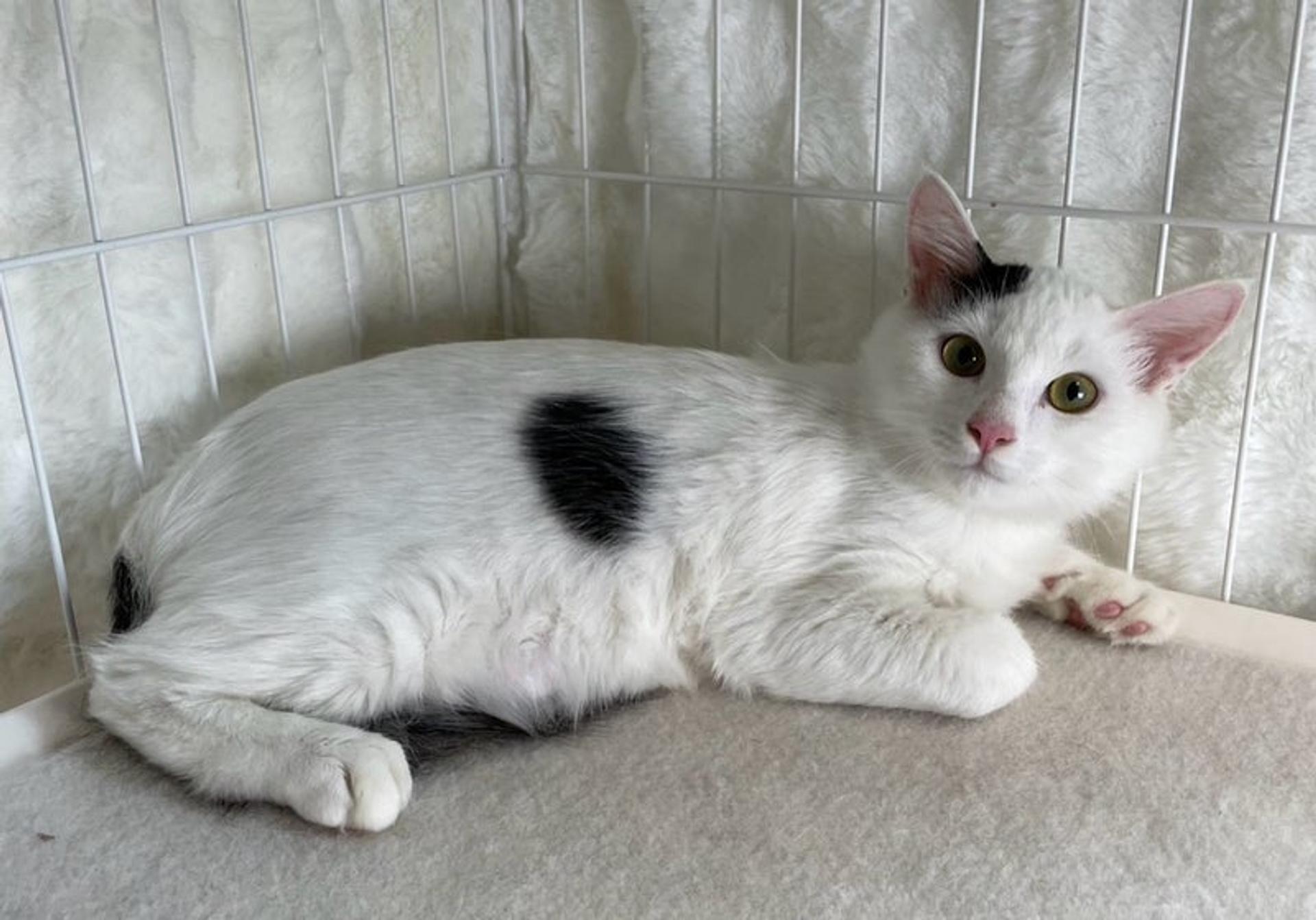 pet-image-4