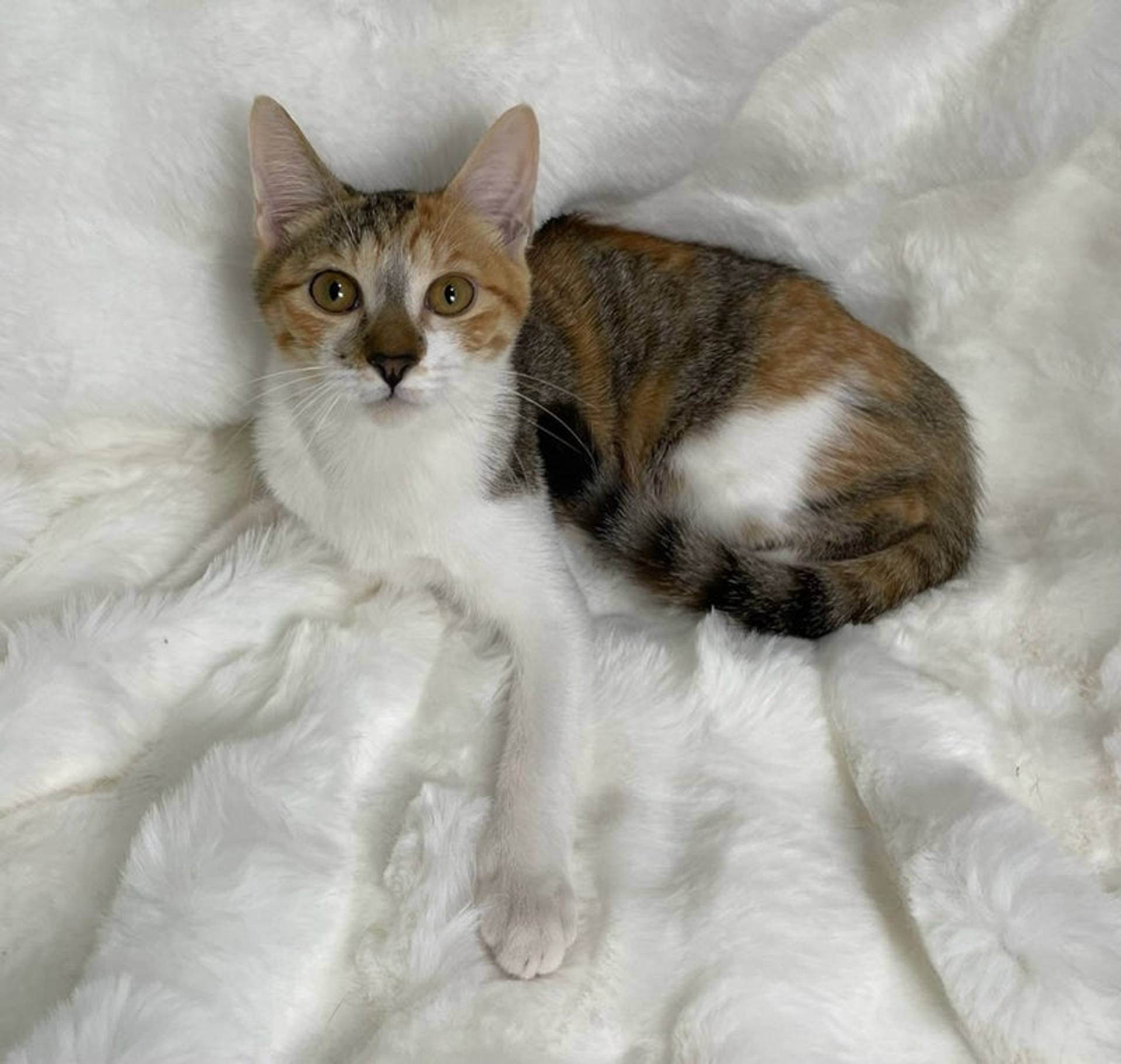 雑種（ミックス猫）・メスの里親募集の写真