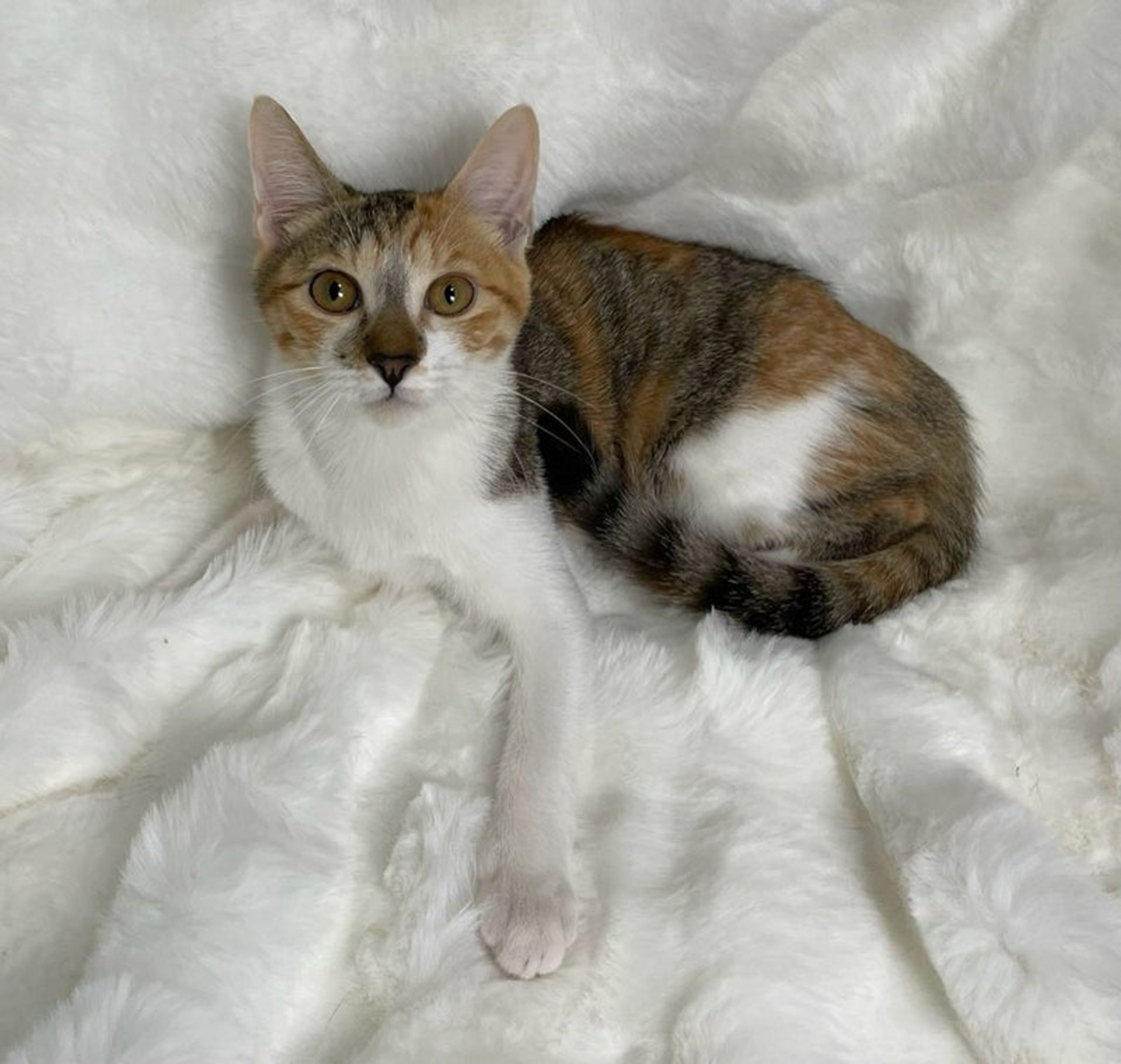 雑種（ミックス猫）・メスの里親募集の写真
