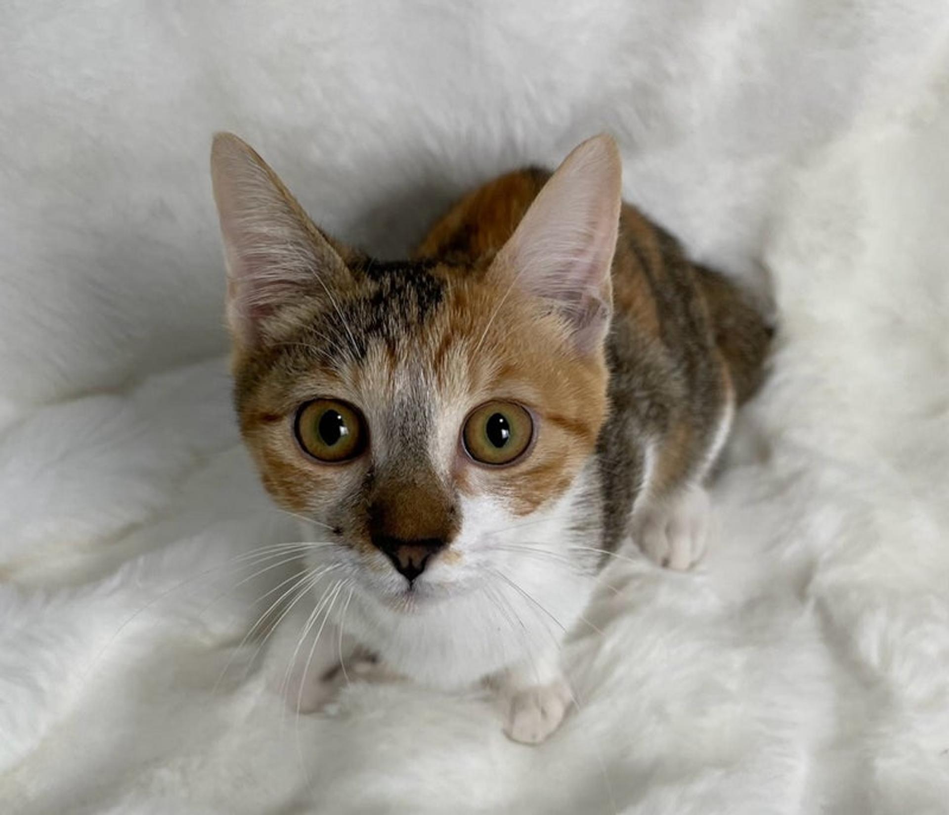 pet-image-3