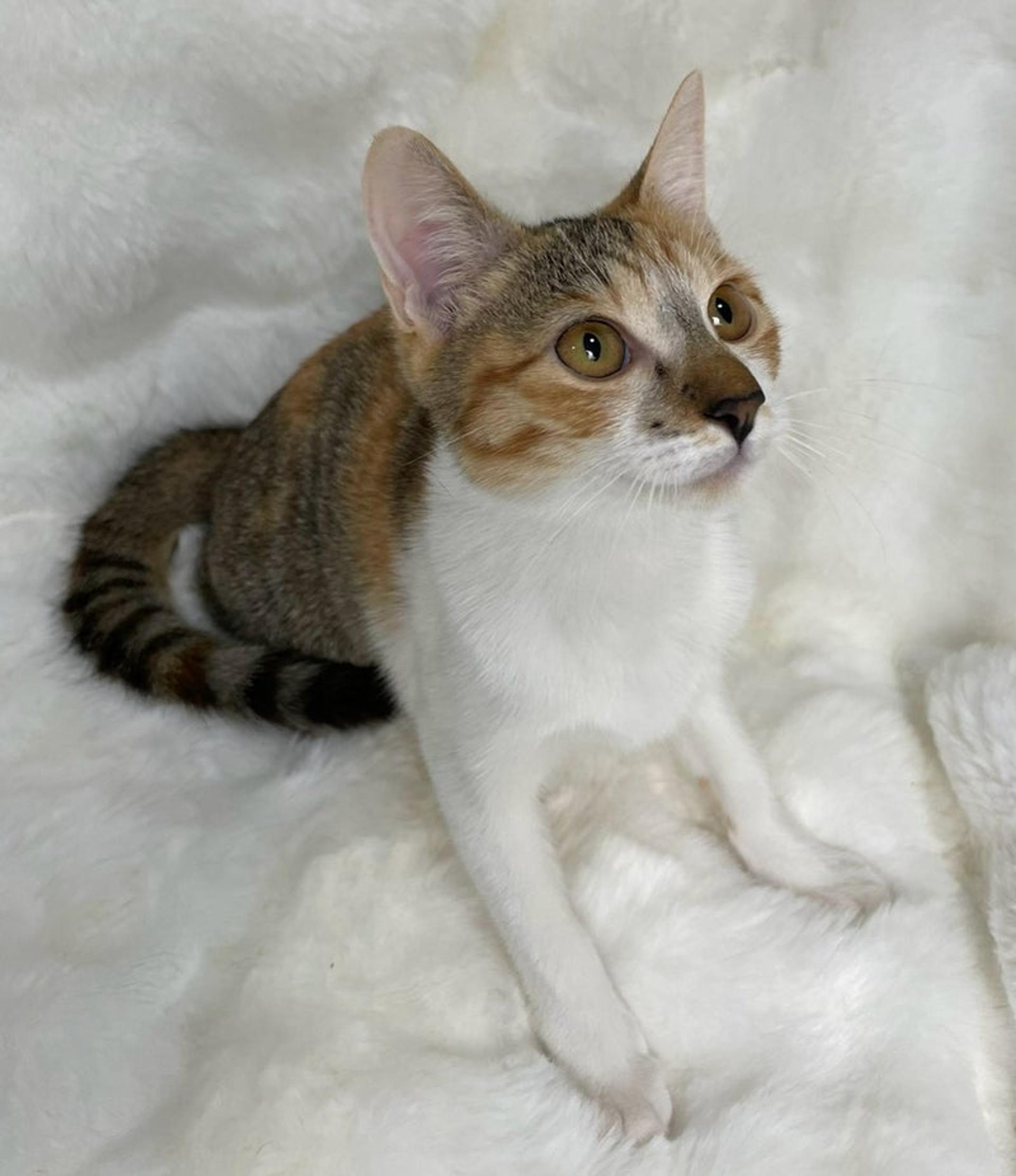 pet-image-4