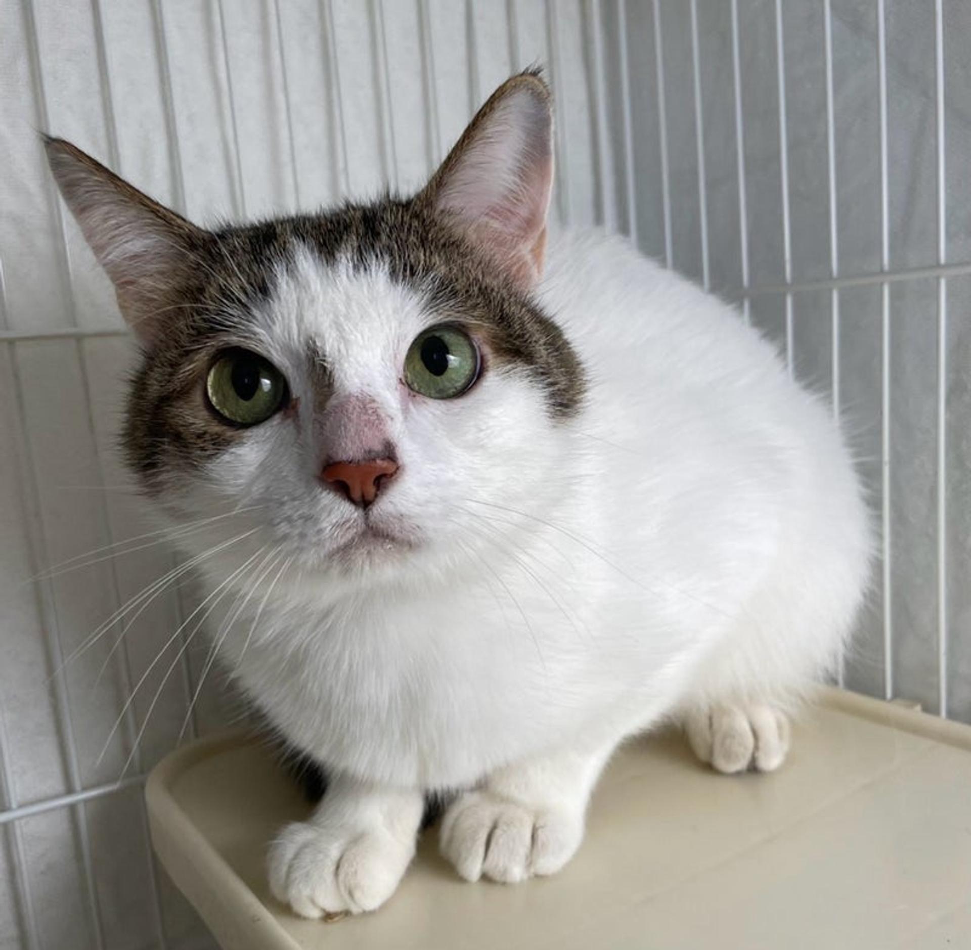 pet-image-3