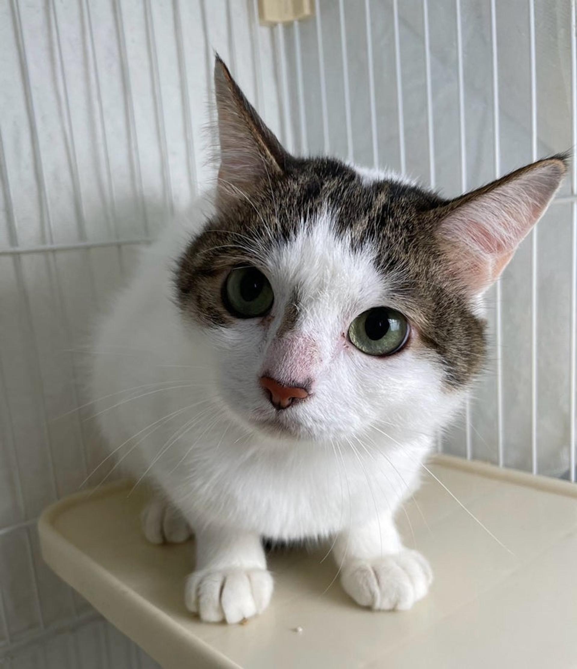 pet-image-4