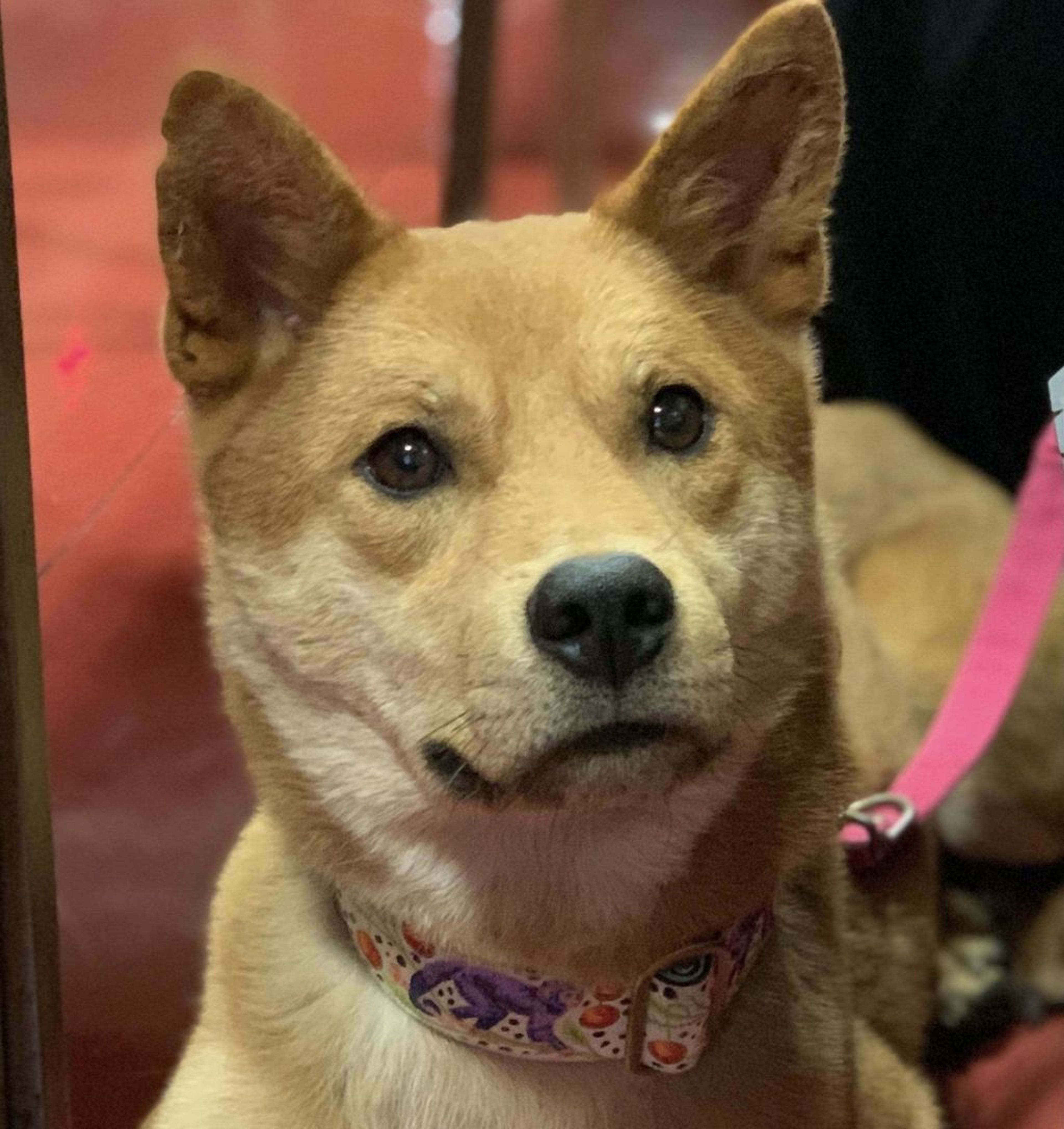 雑種（ミックス犬）・オスの里親募集の写真