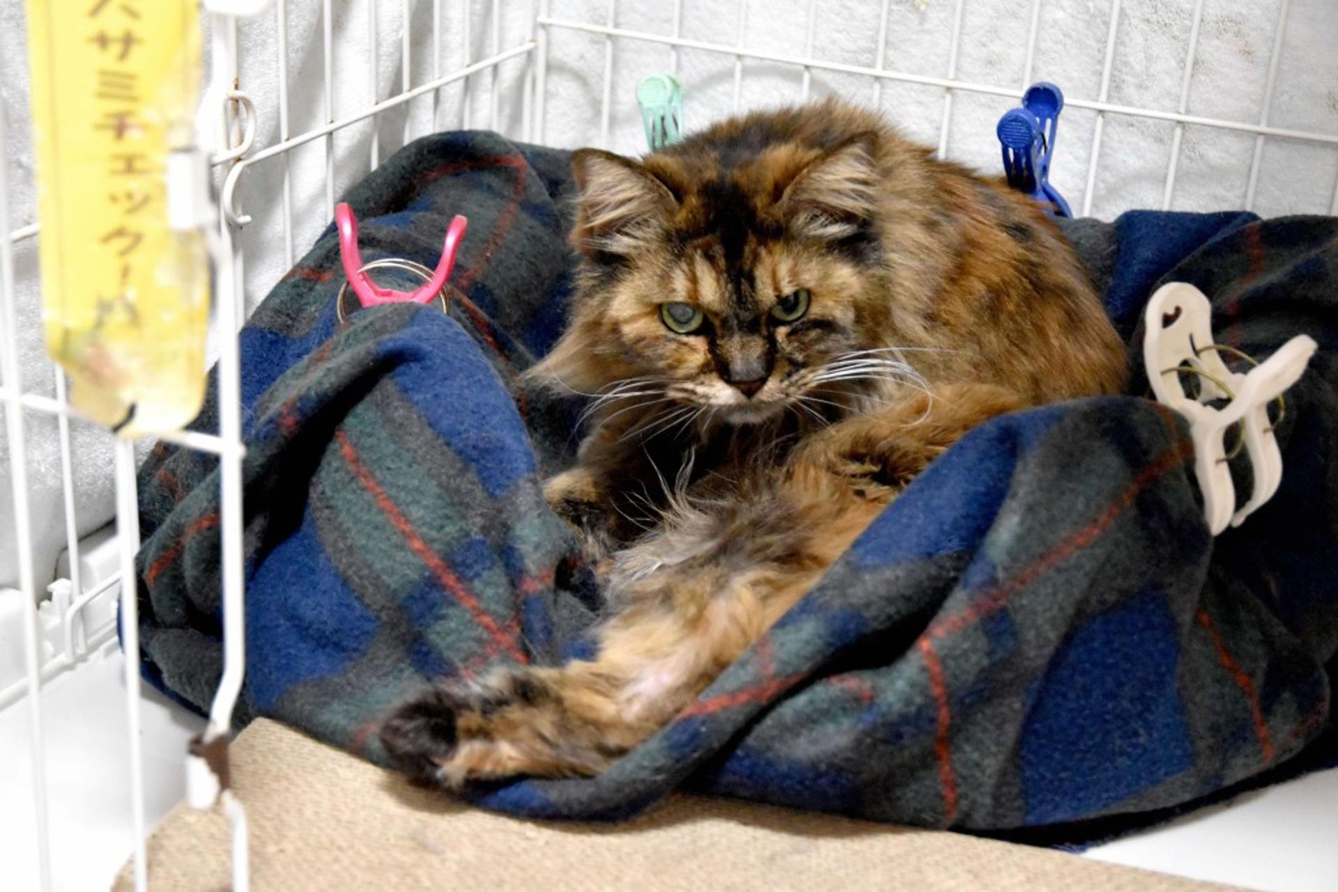 pet-image-3