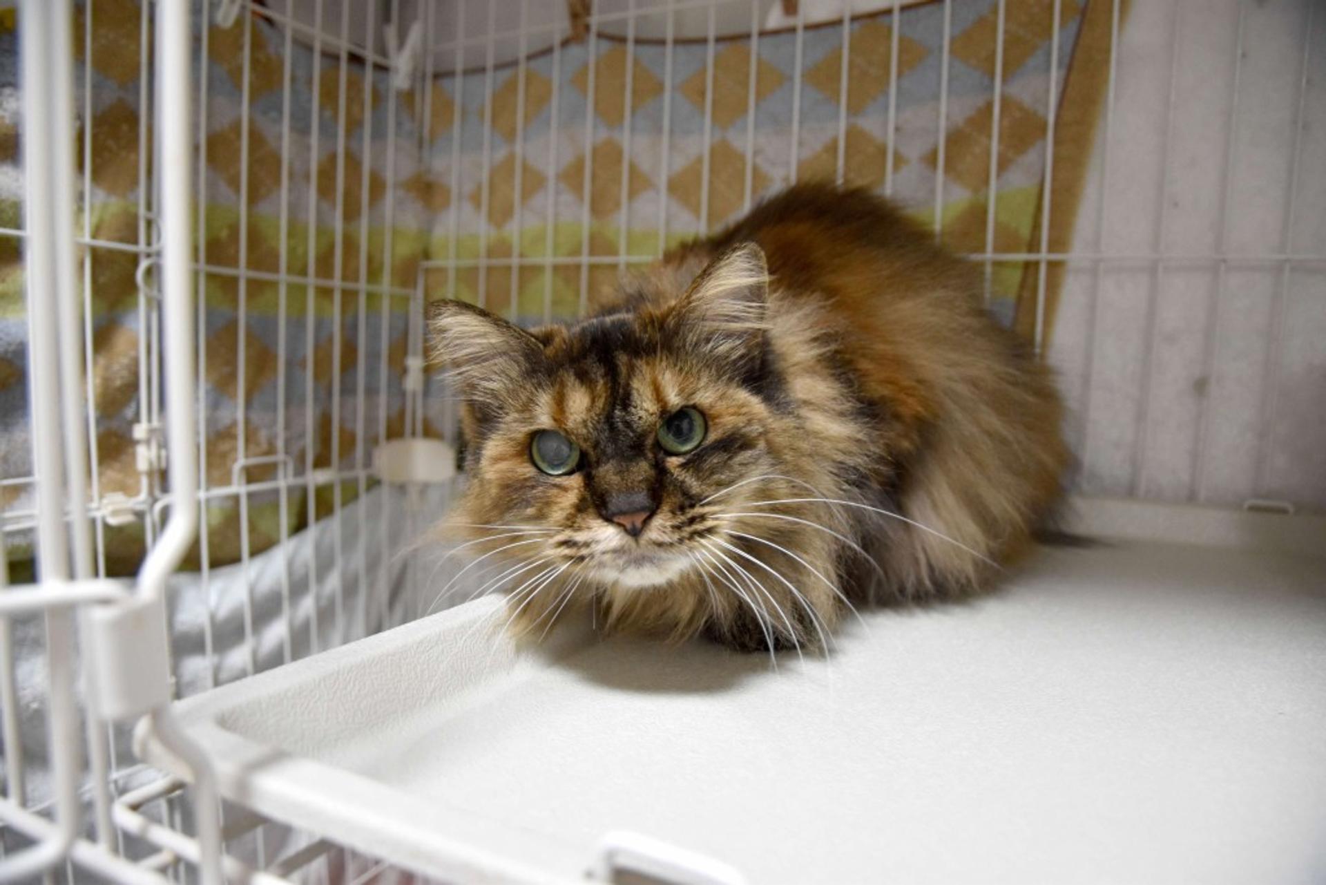 pet-image-8