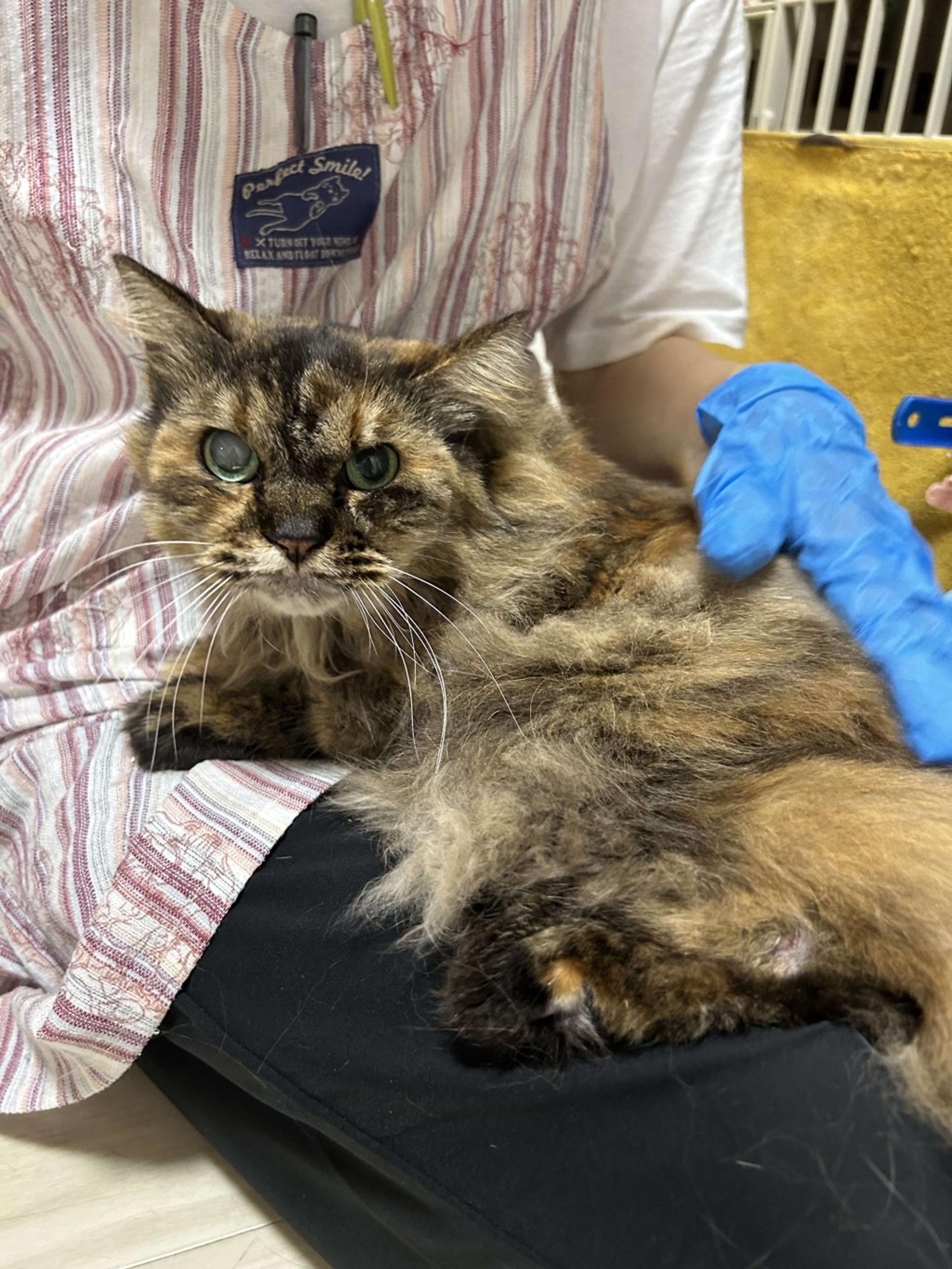 pet-image-9
