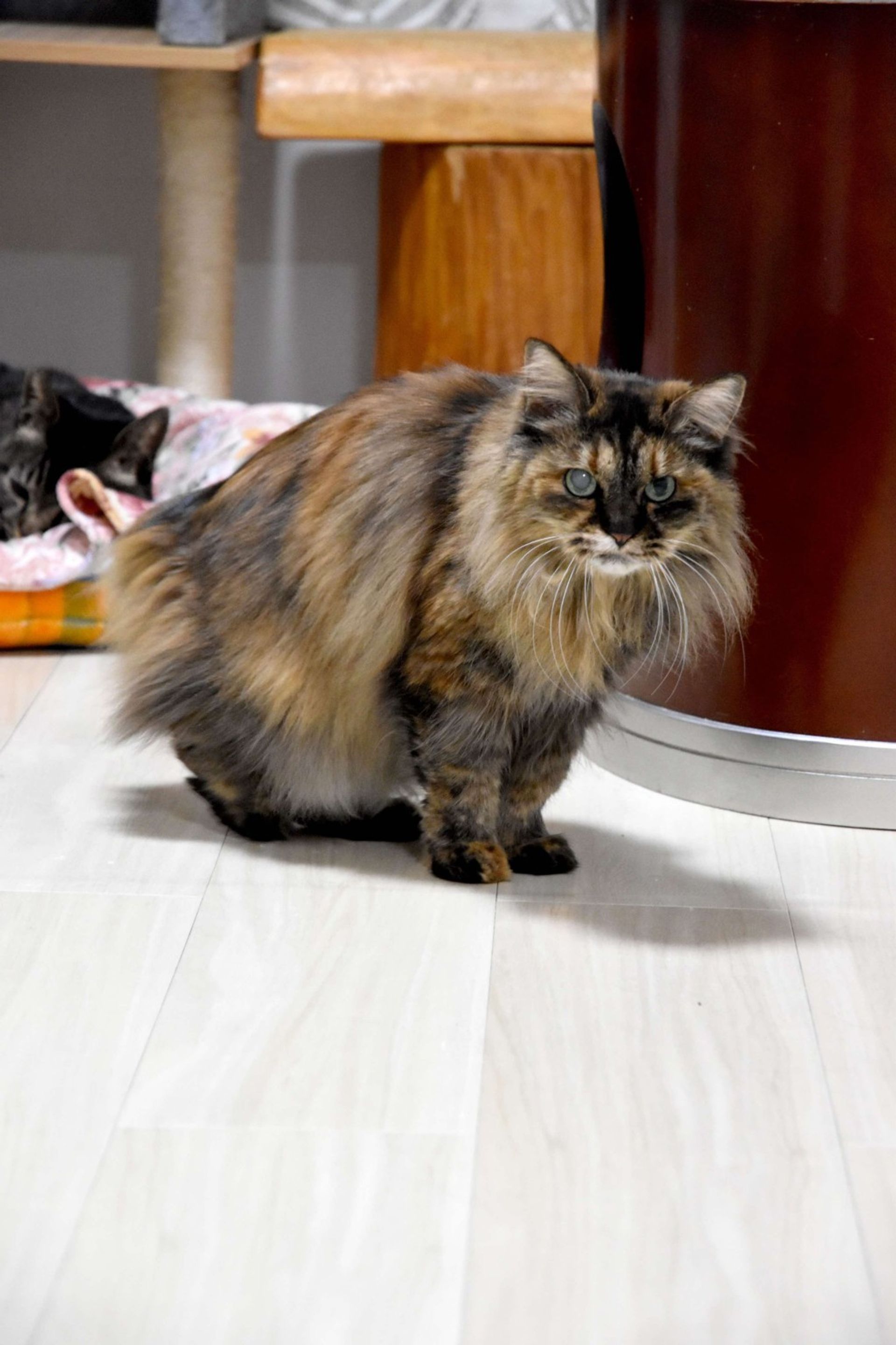 雑種（ミックス猫）・メスの里親募集の写真
