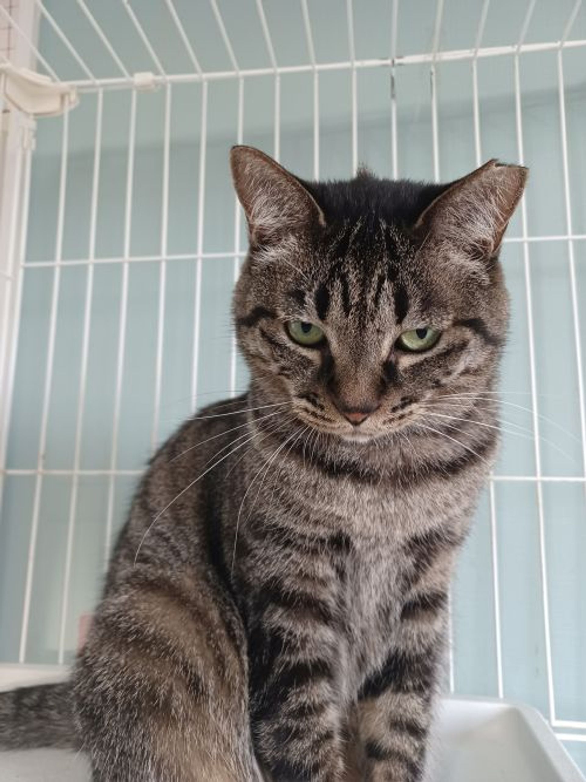 雑種（ミックス猫）・メスの里親募集の写真
