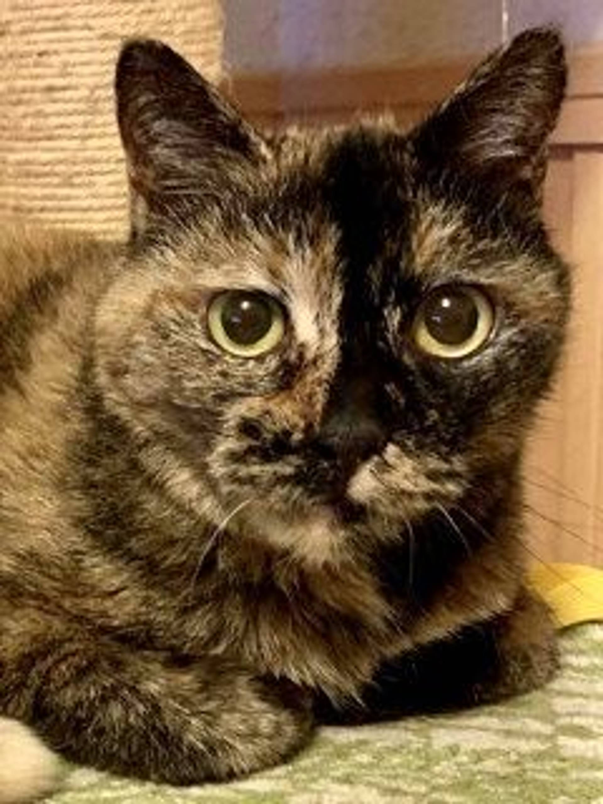 雑種（ミックス猫）・メスの里親募集の写真