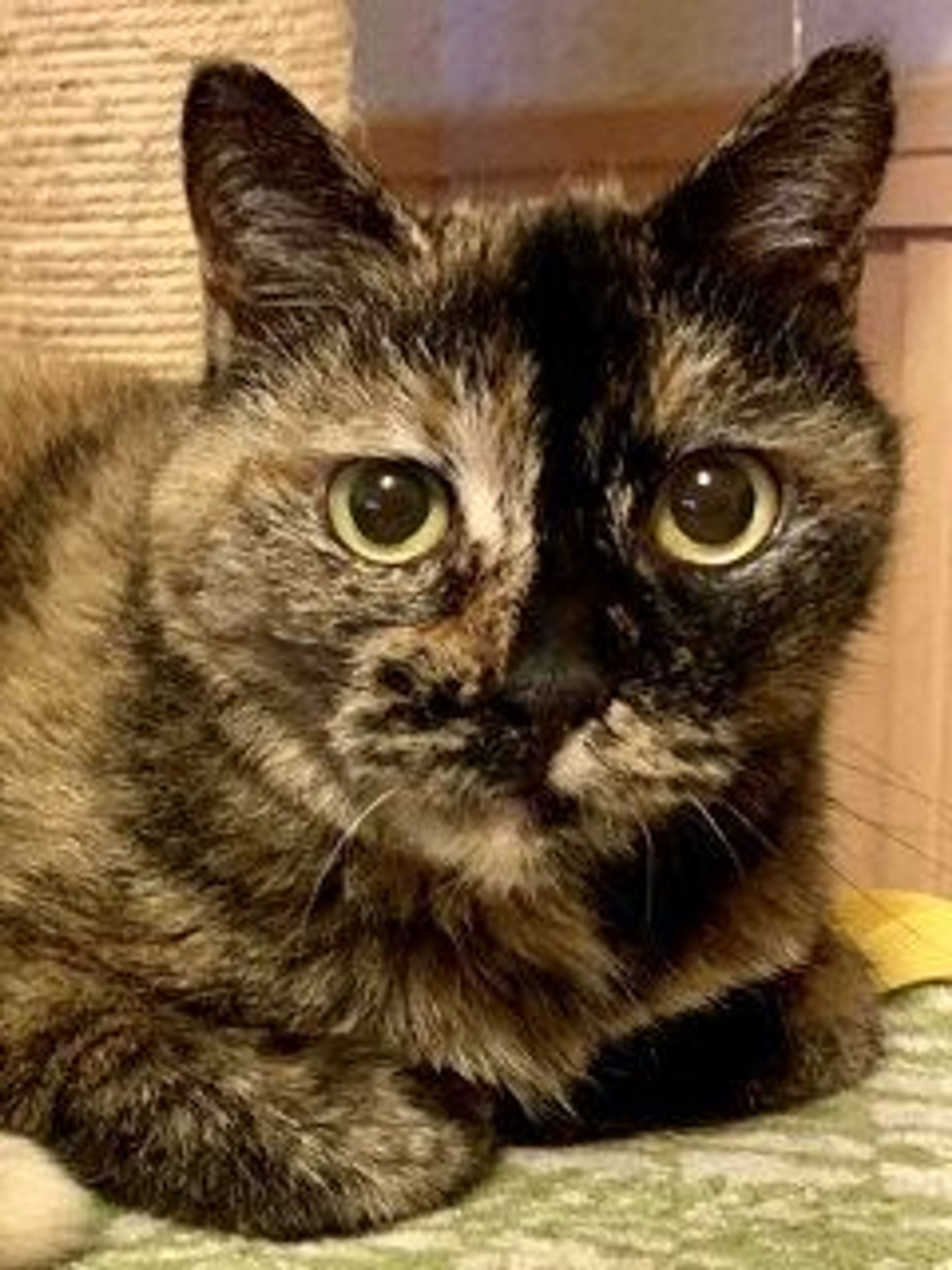 雑種（ミックス猫）・メスの里親募集の写真