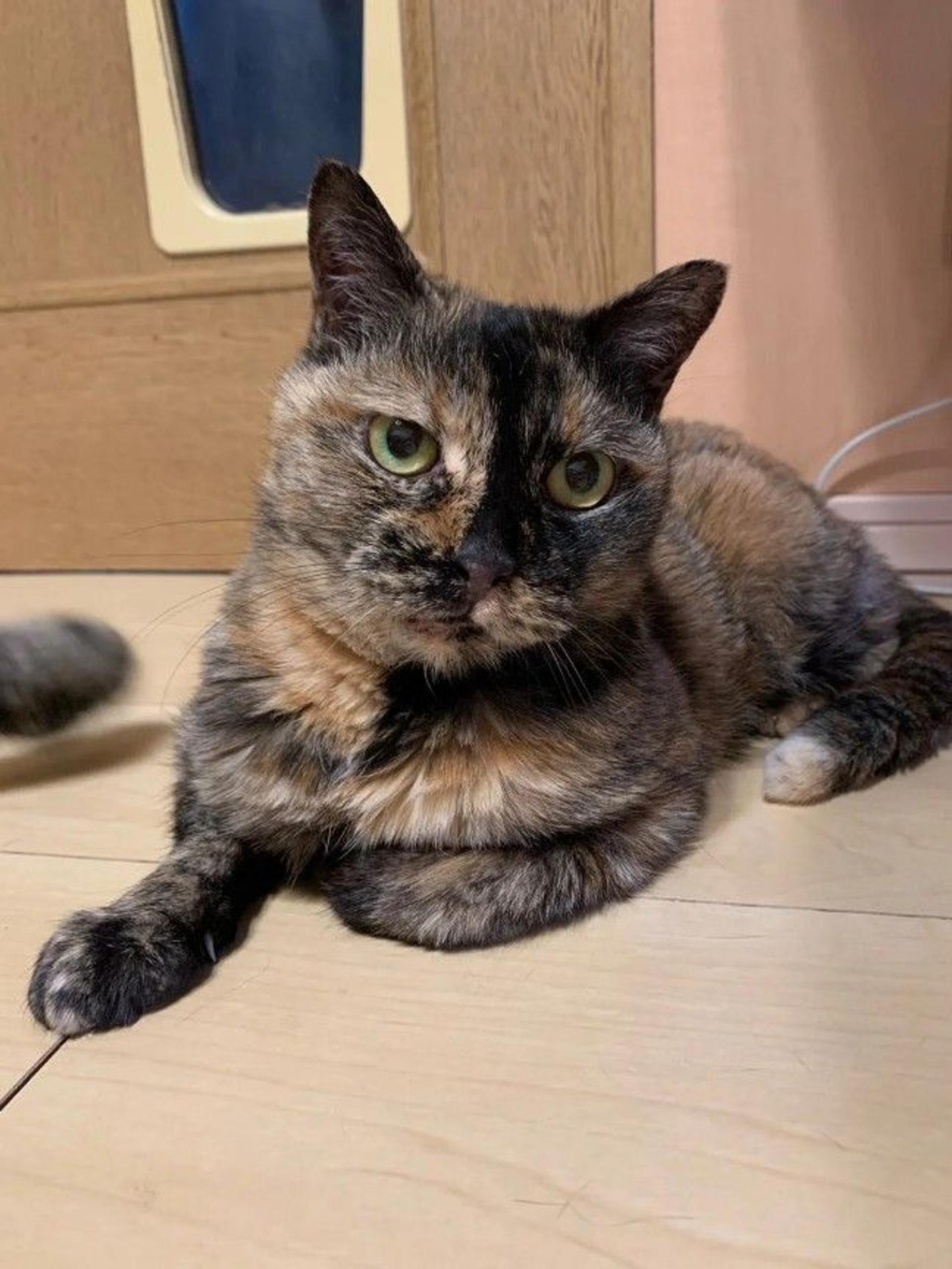 pet-image-2