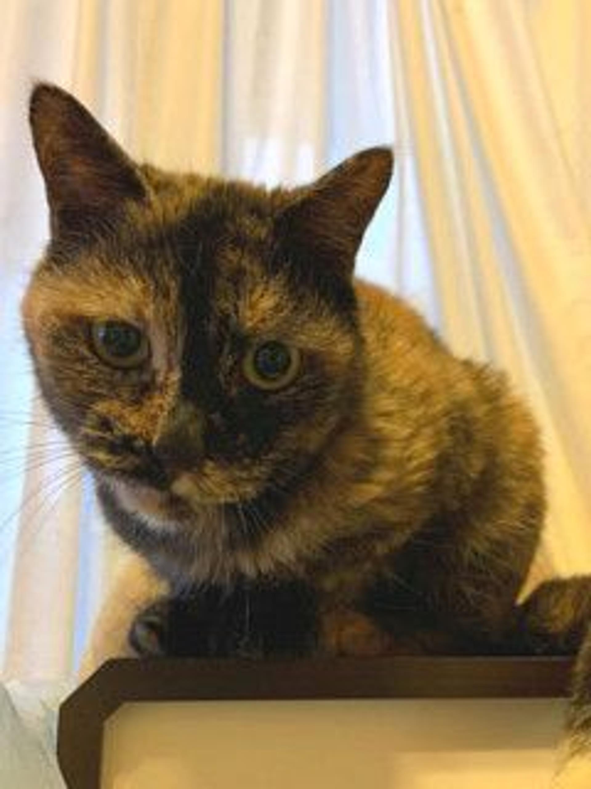 pet-image-4
