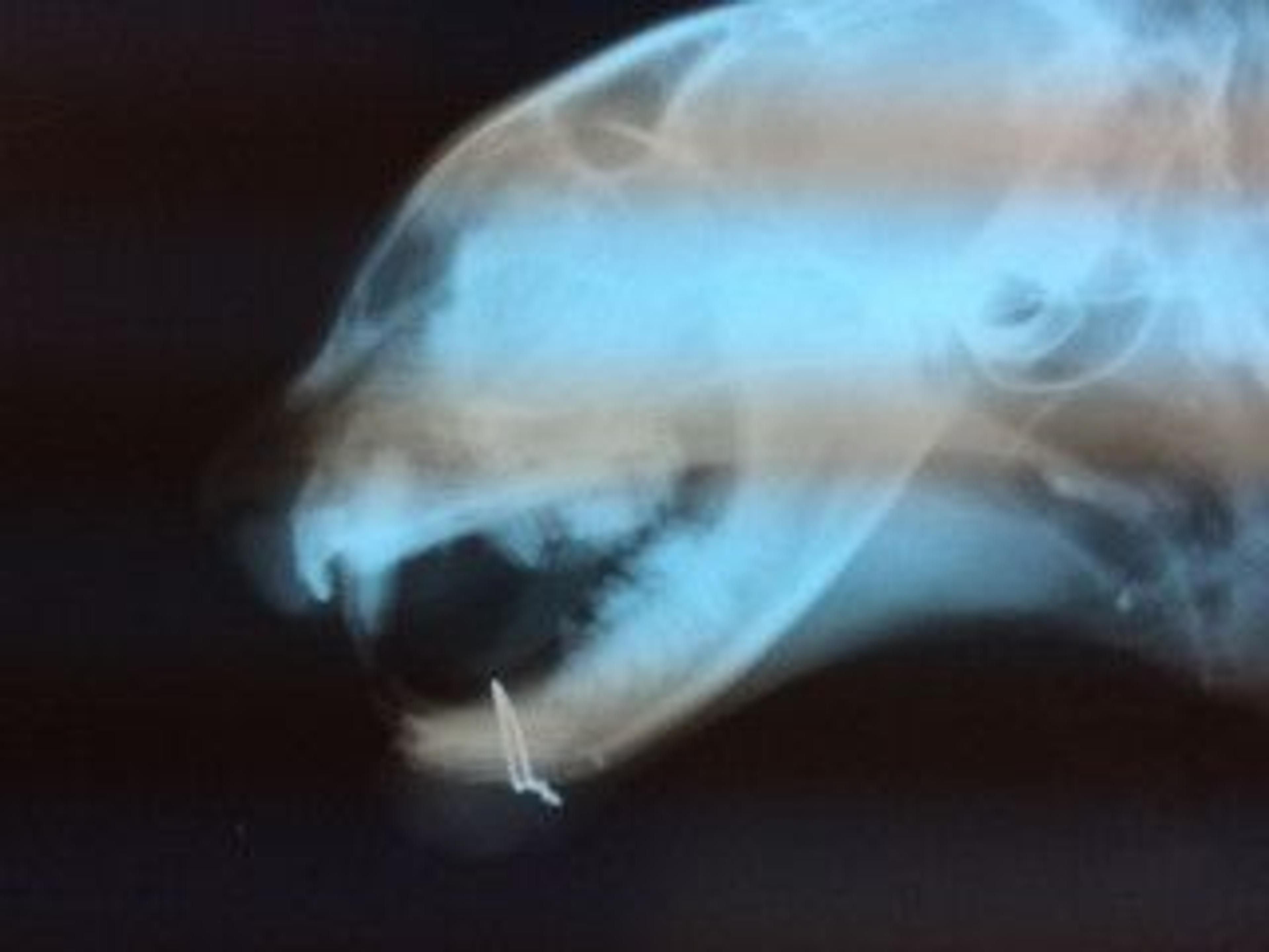 pet-image-5