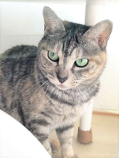 雑種（ミックス猫）・メスの里親募集の写真