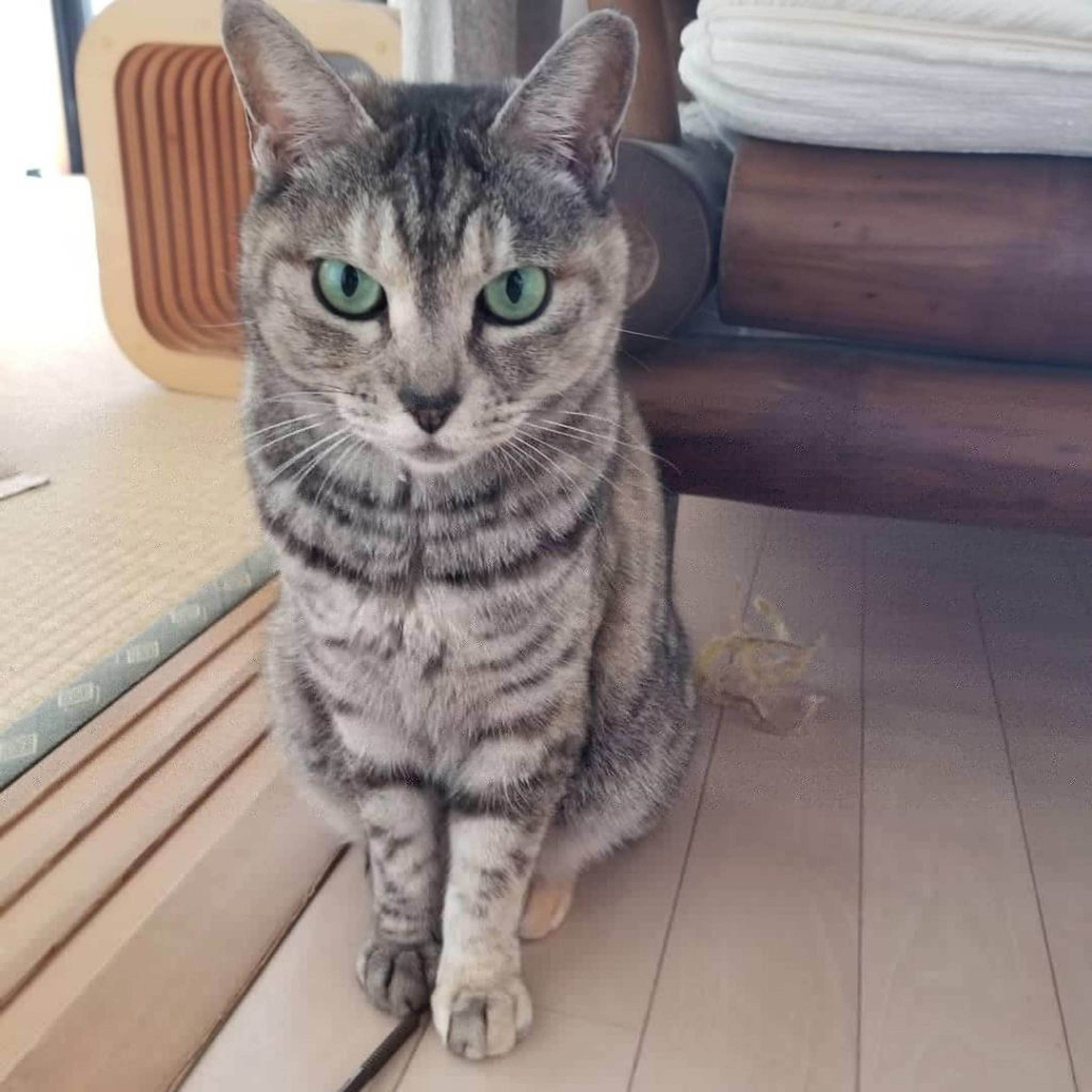 pet-image-2