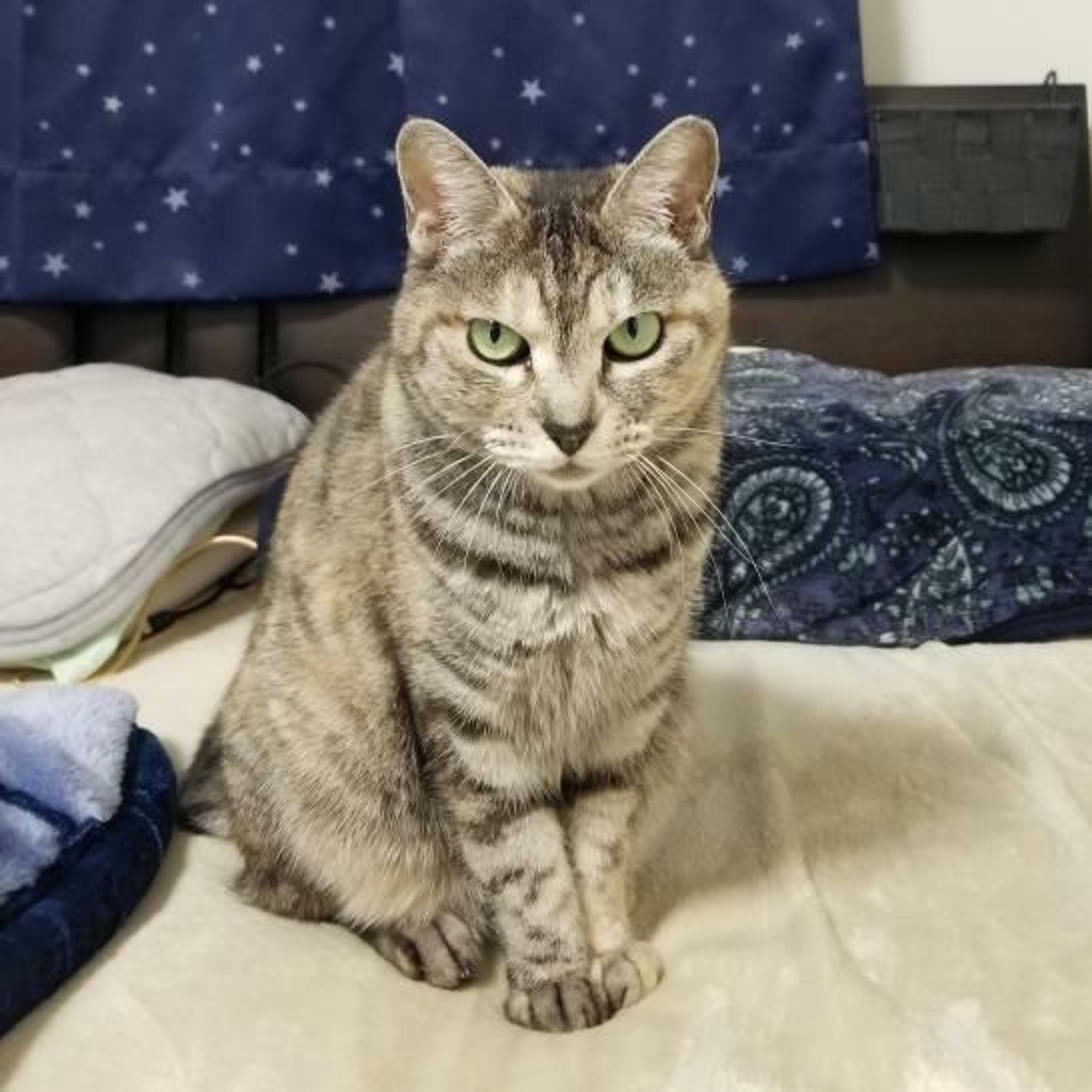 pet-image-3