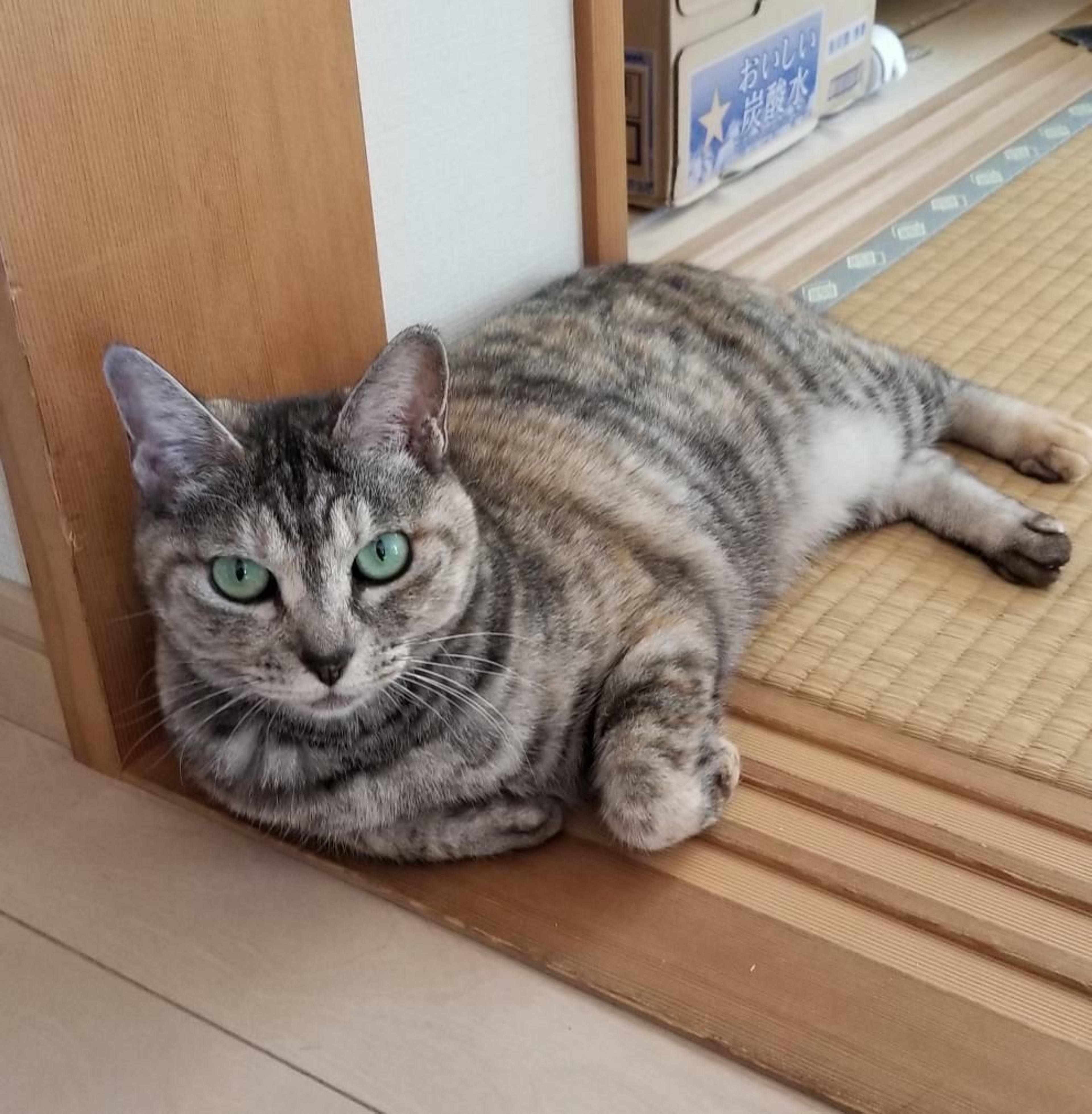 pet-image-4